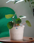 西瓜皮椒草 Peperomia Argyrei