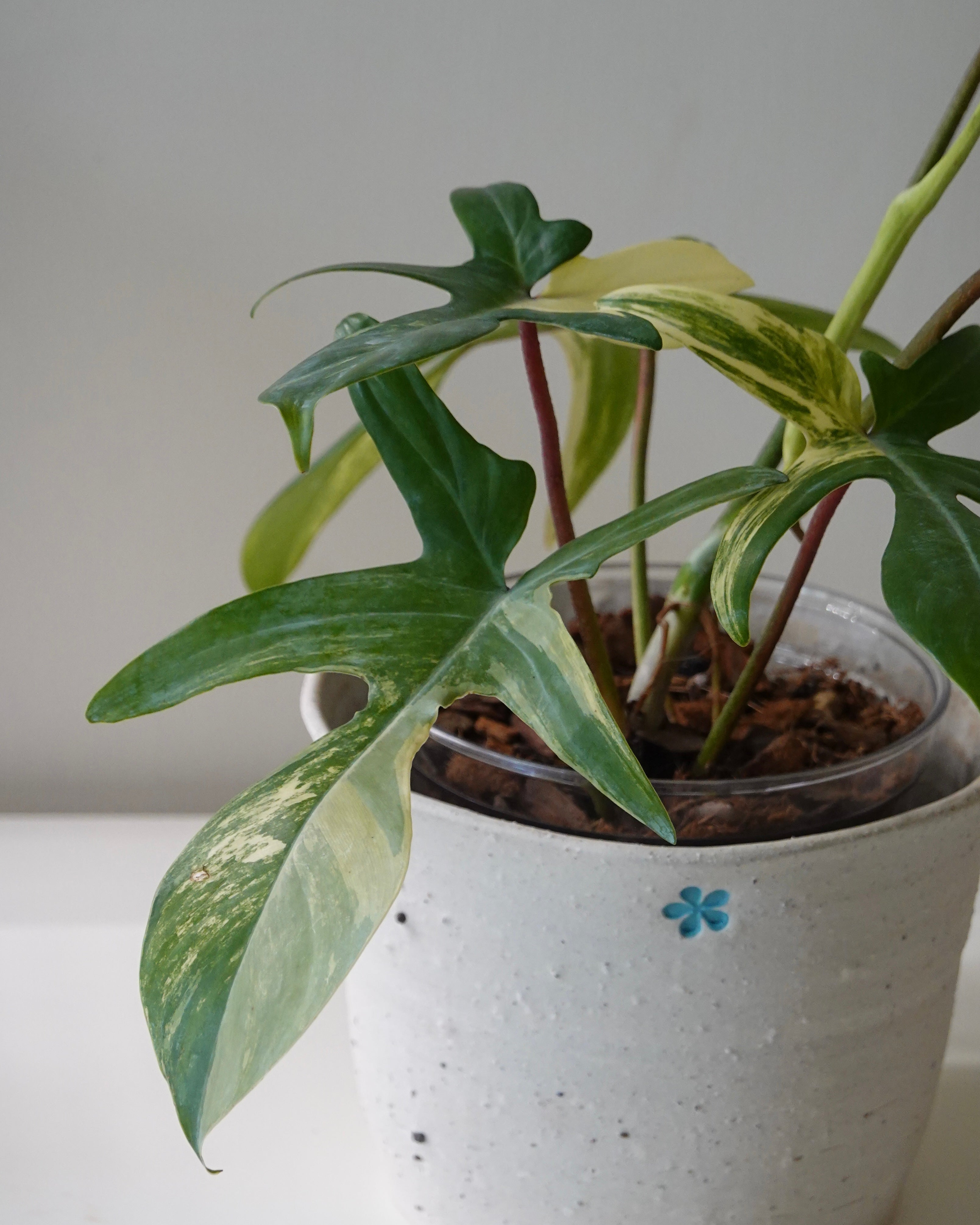 An image of Philodendron Florida Beauty in Hong Kong plant shop