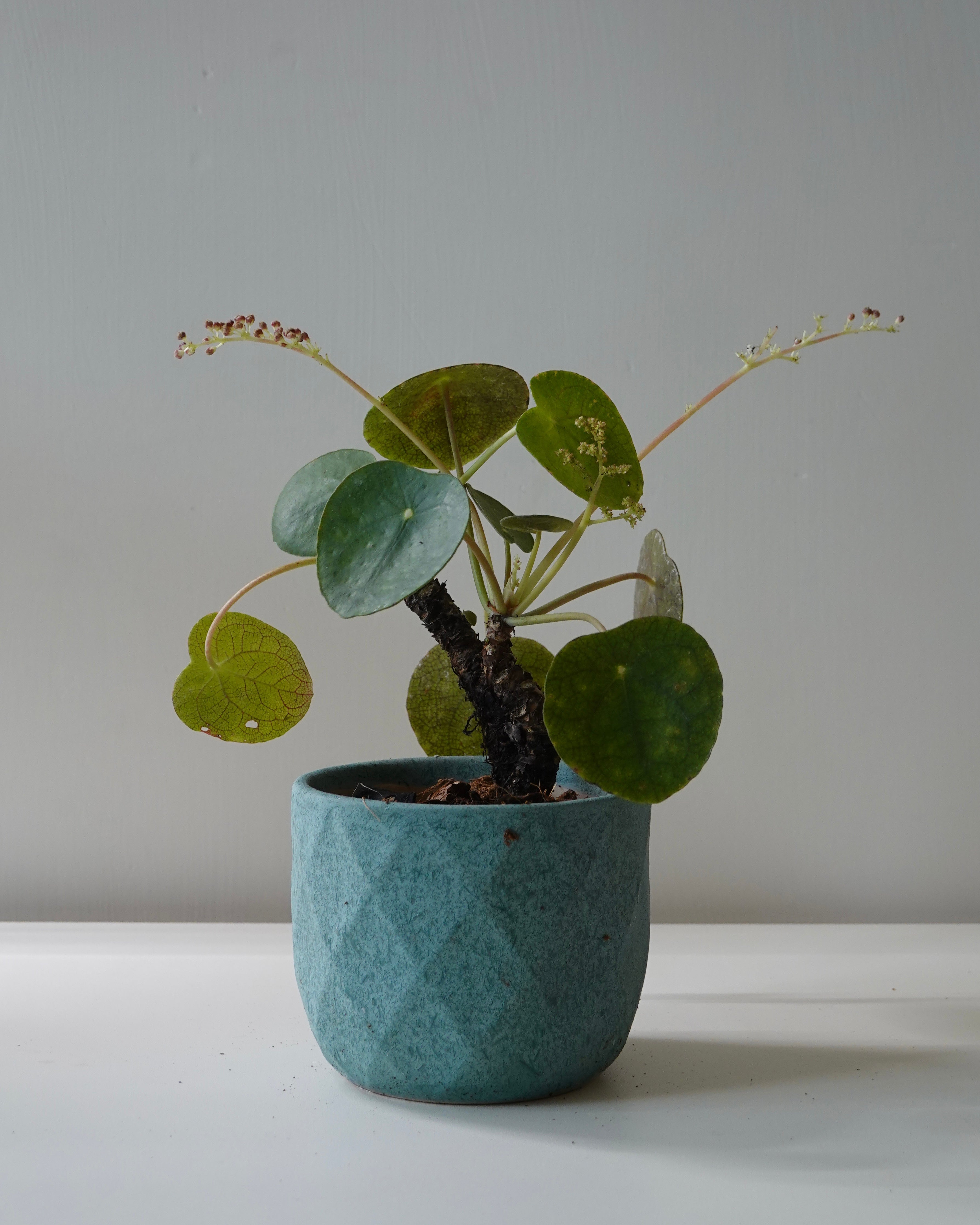 A blossoming Pilea Peperomioides