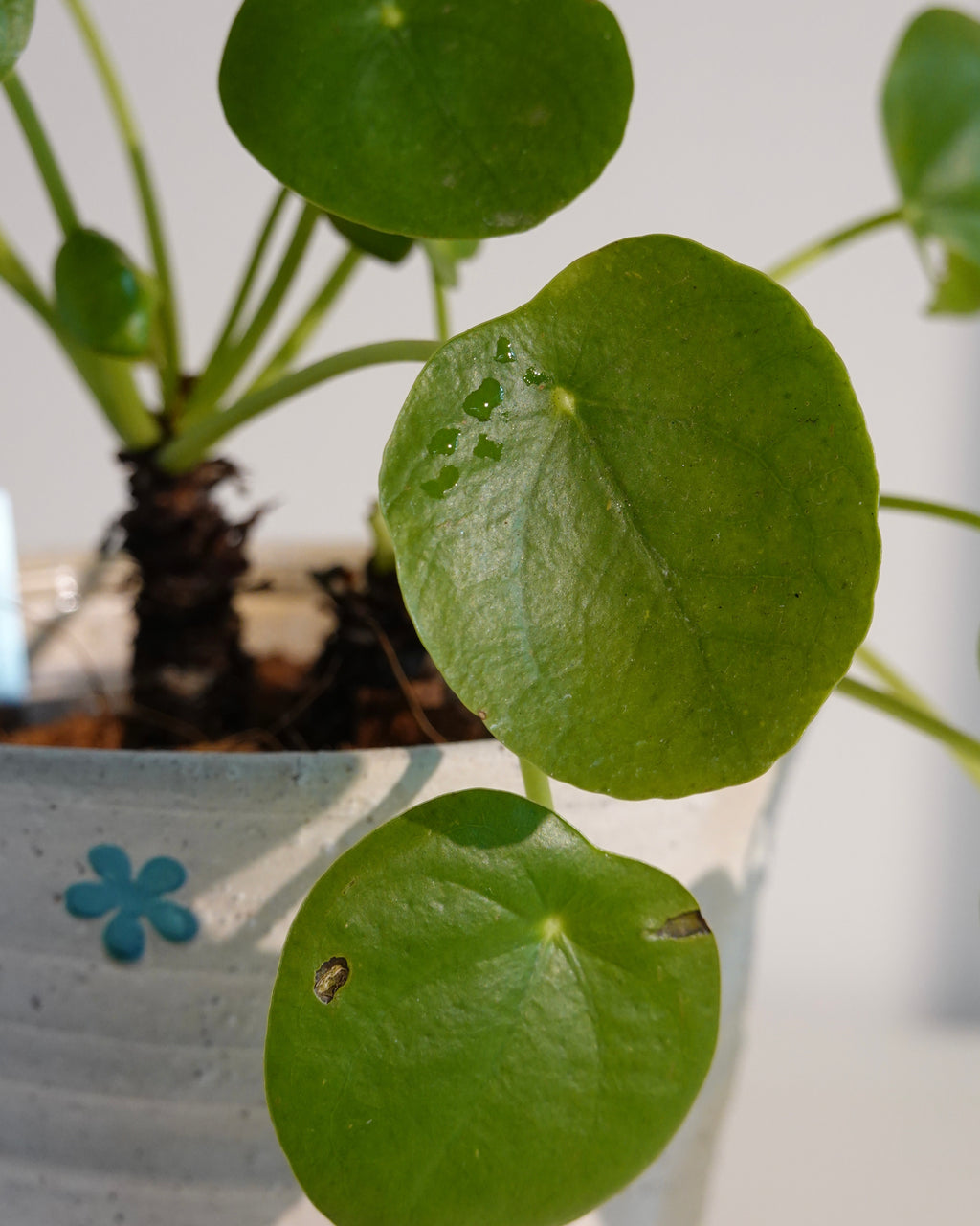 Wildhabitat x Kilnery ceramic pot close-up showing artisan craftsmanship