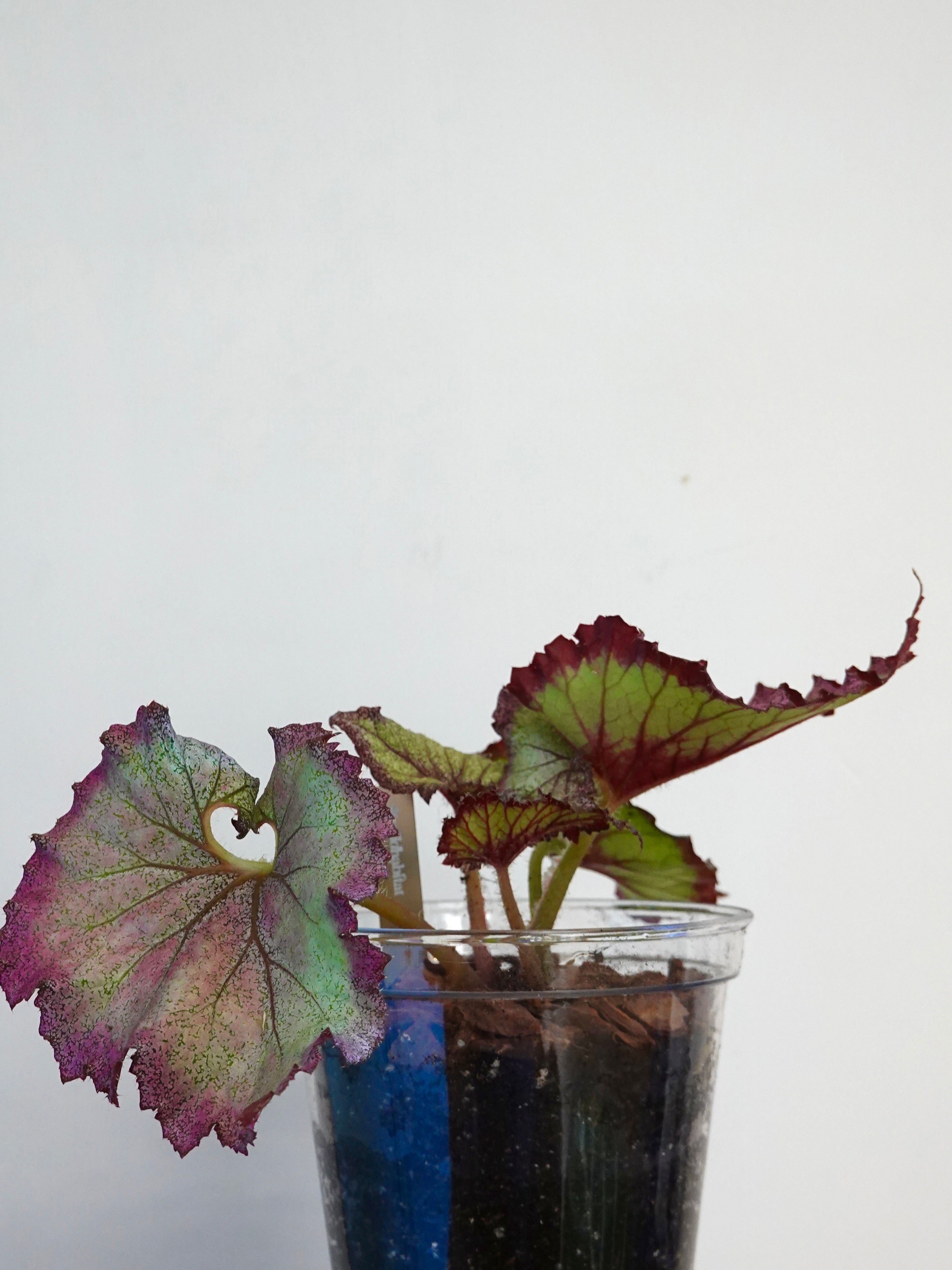 二月秋海棠 Begonia DS February