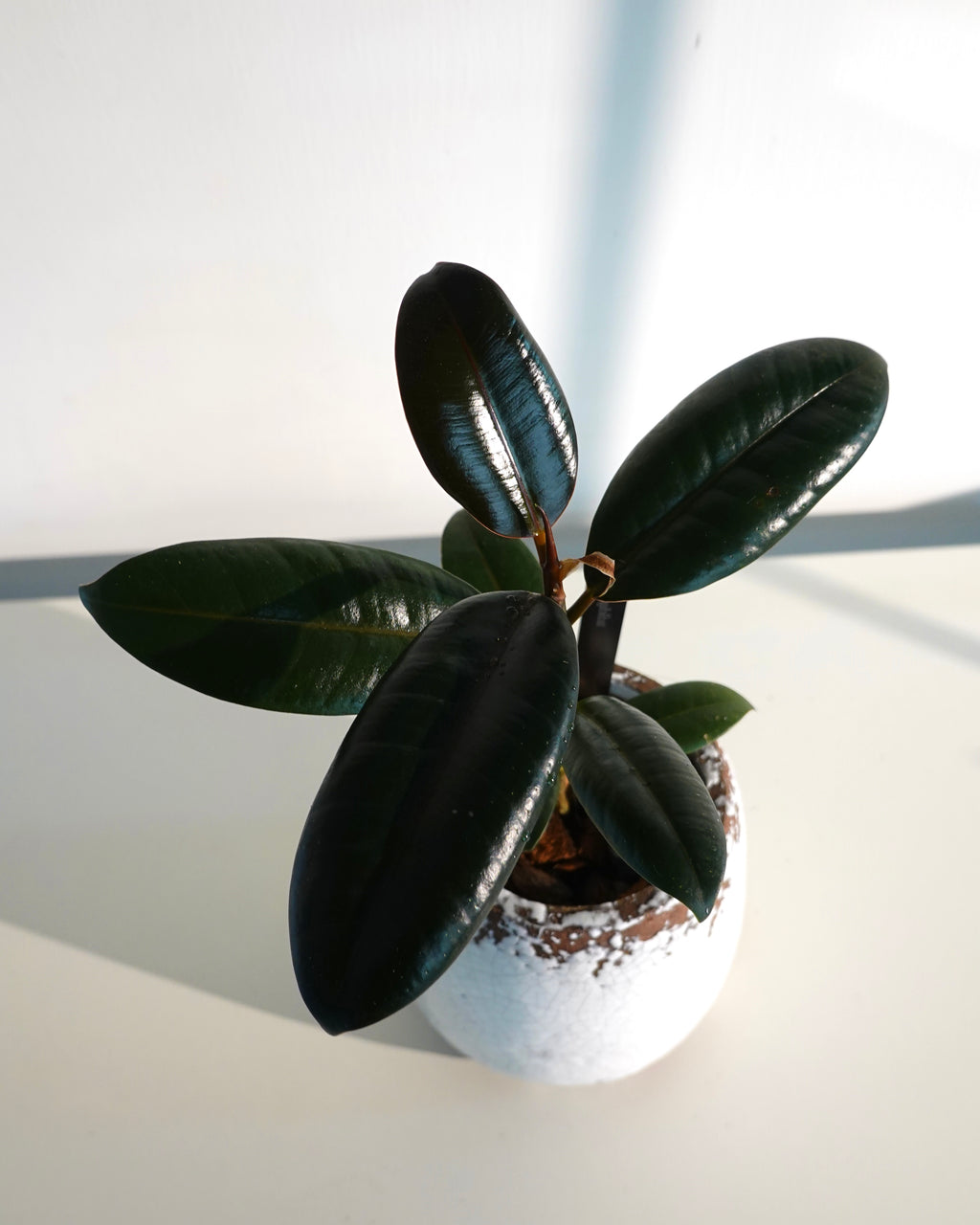 Ficus Elastica Rubber Plant with dark glossy leaves