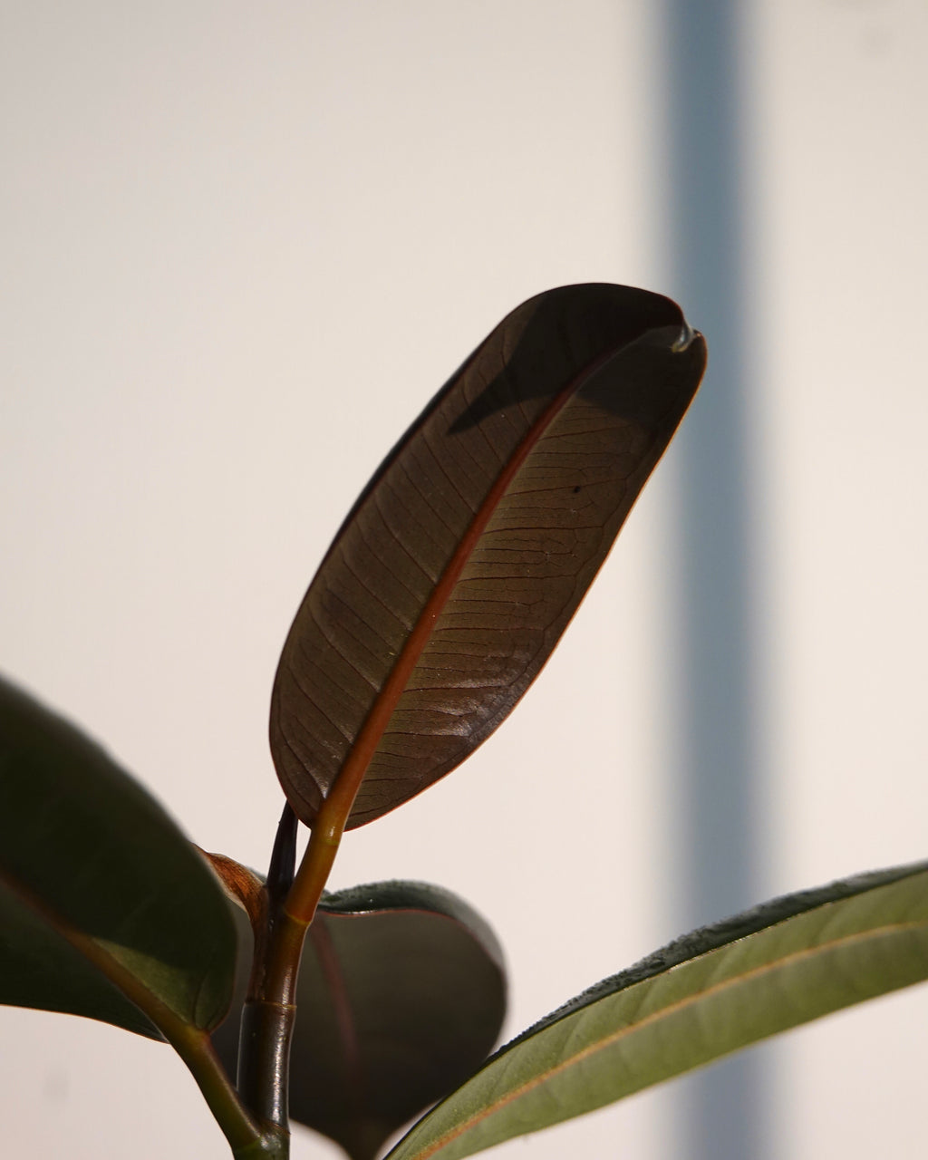 Ficus Elastica leaf detail showing shine