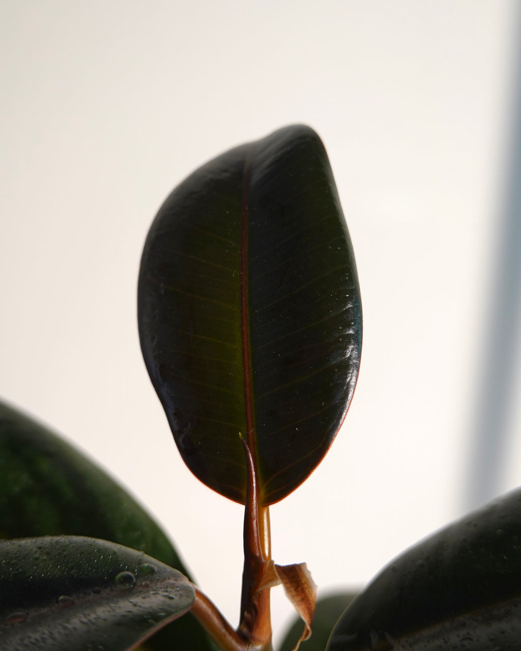Ficus Elastica new growth close-up