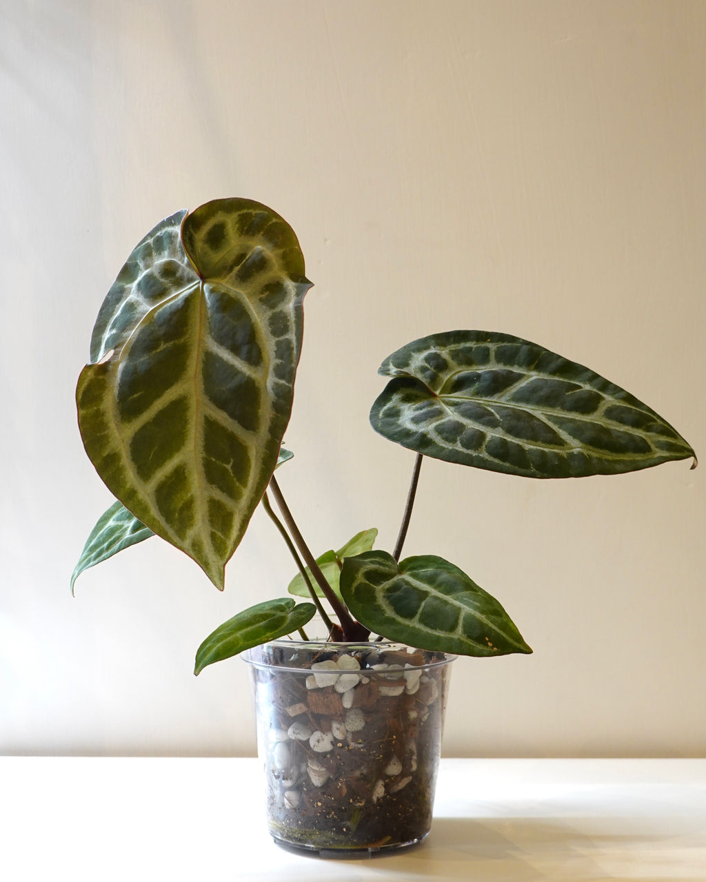 Anthurium 'Dorayaki'