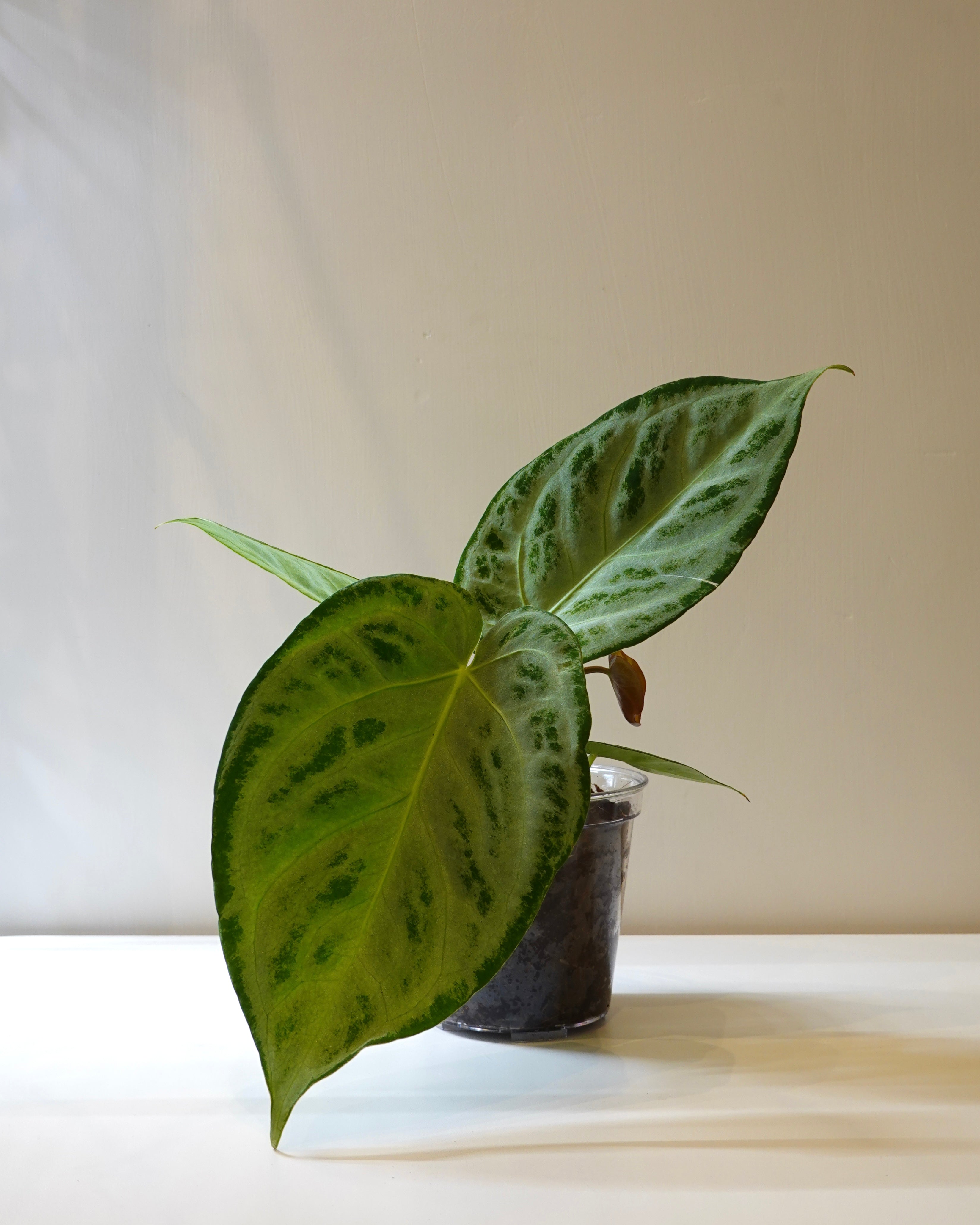 Anthurium 'Silver Blush' with silver vein