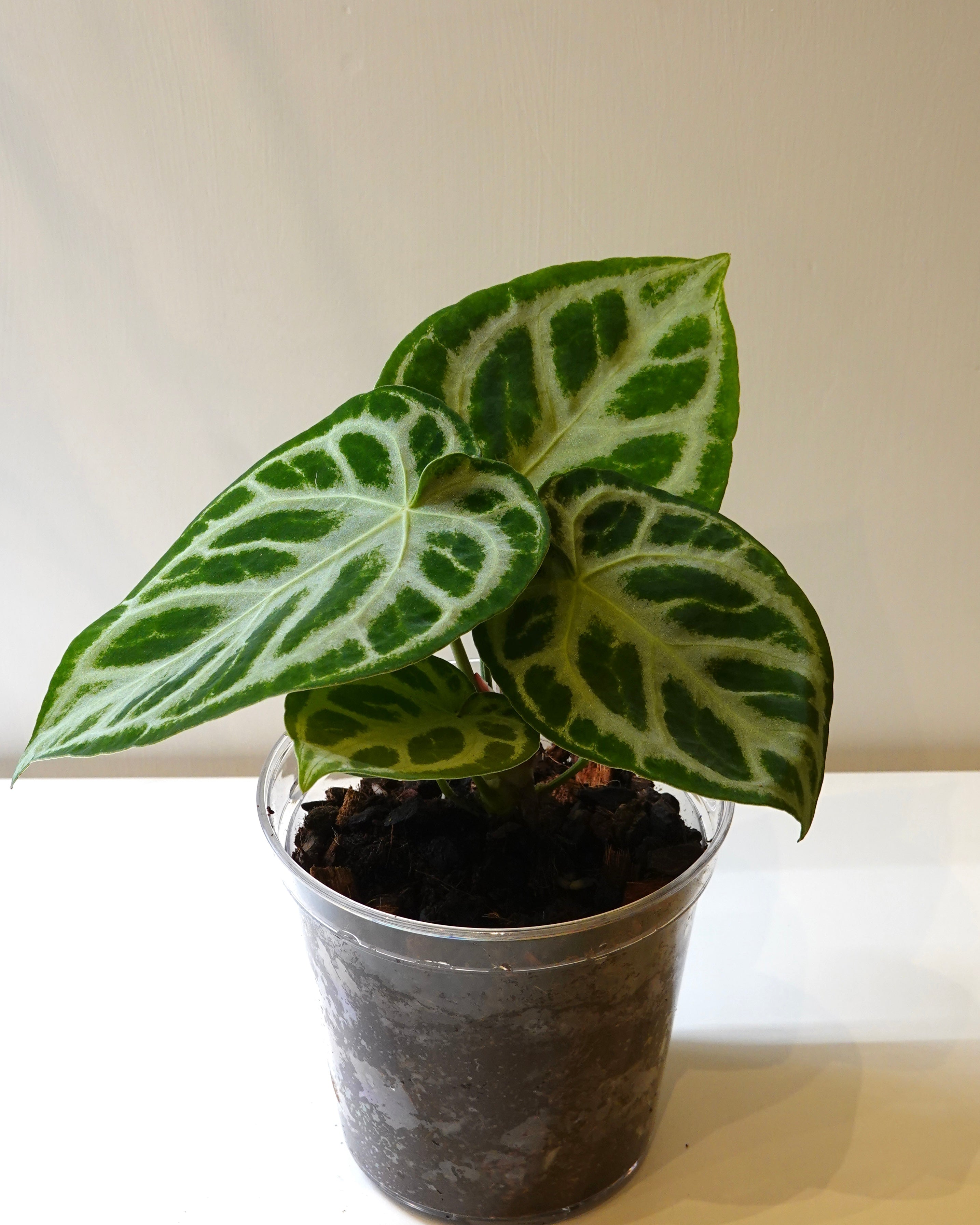 Anthurium 'Silver Blush' with transparent pot