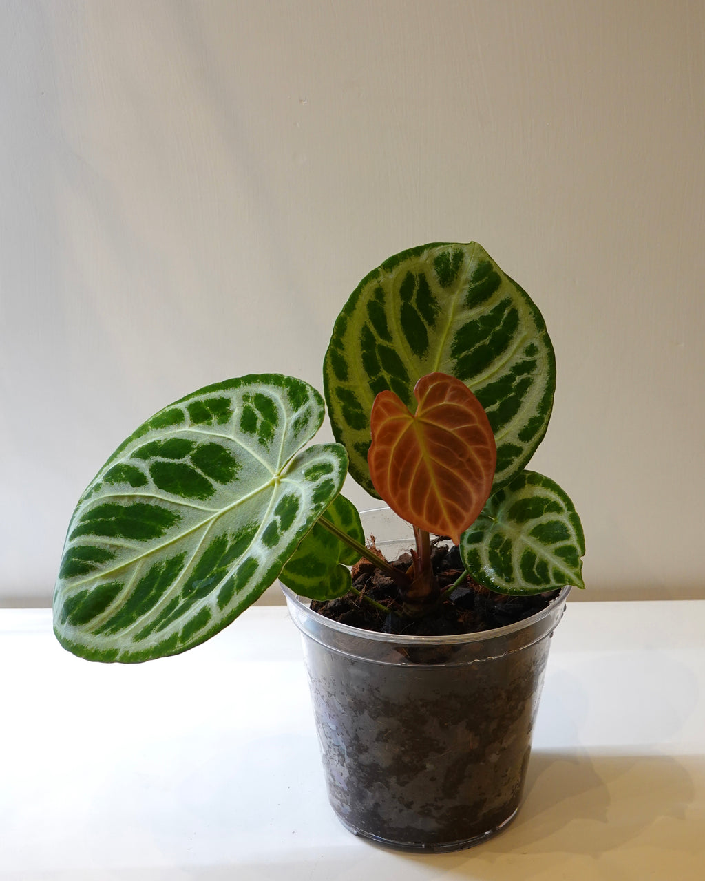 Anthurium 'Dorayaki' new leaf