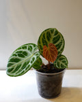 Anthurium 'Dorayaki' new leaf
