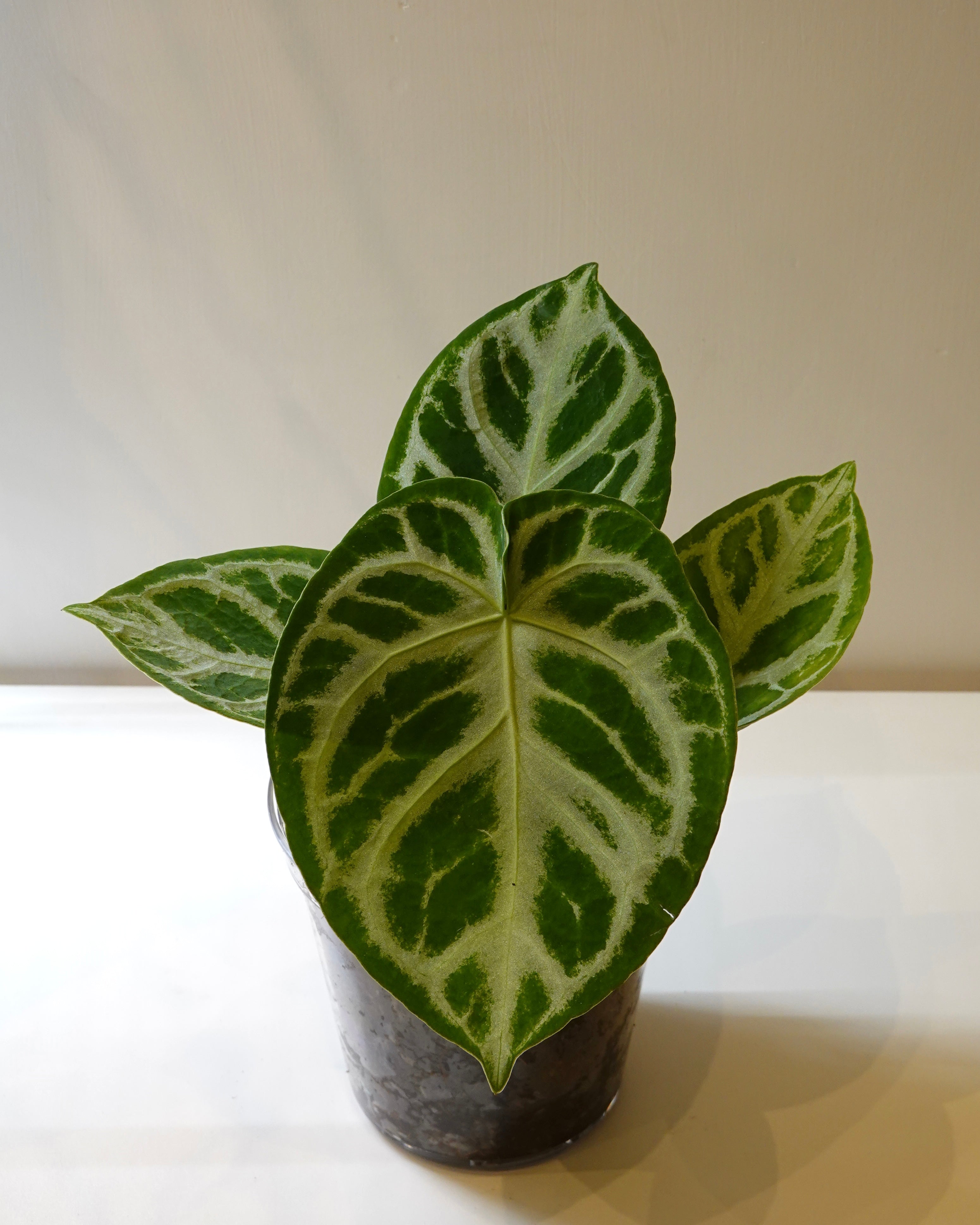 Anthurium 'Silver Blush' with heart shape leaf