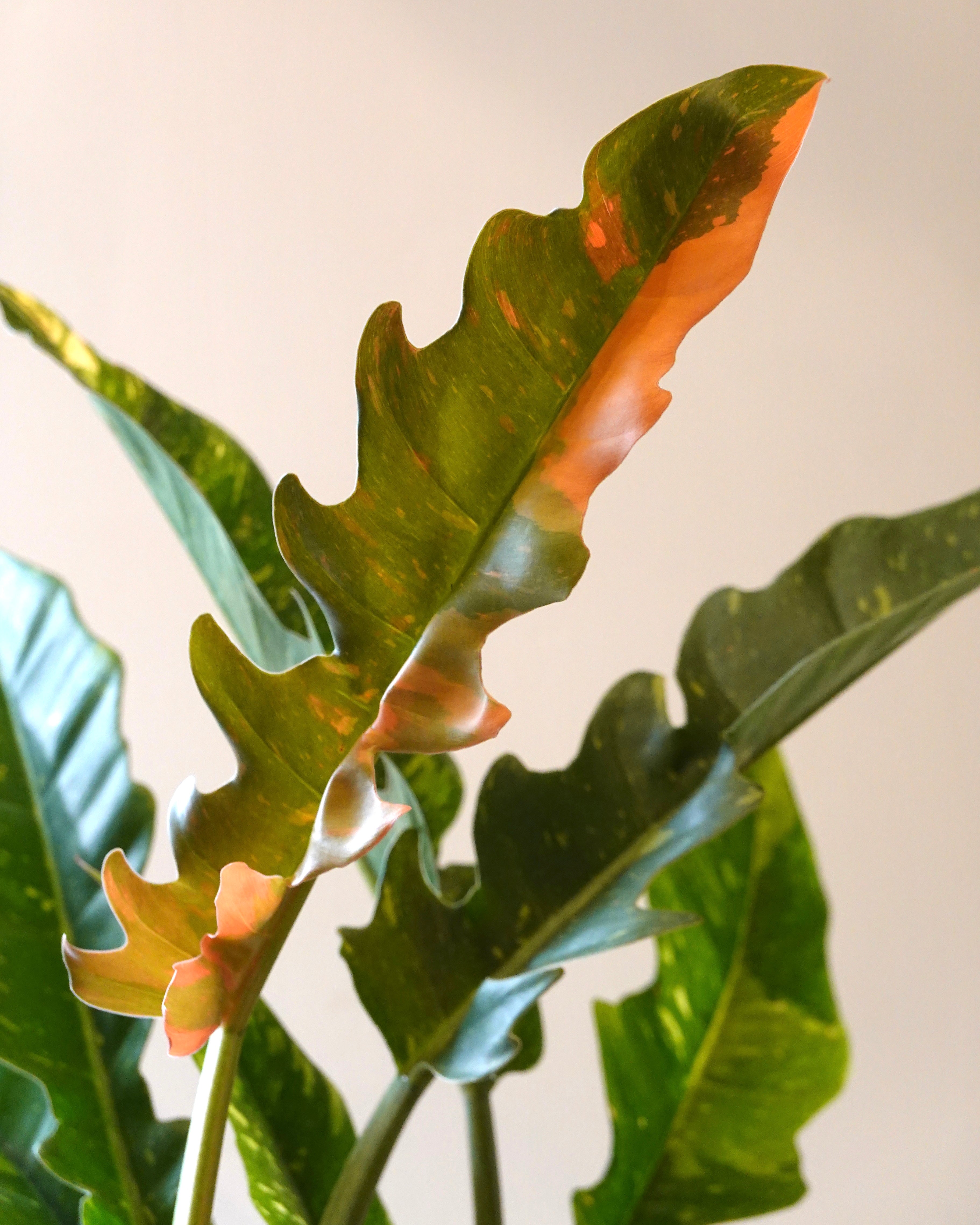 Philodendron 'Ring of Fire' Variegated HK tropical plant