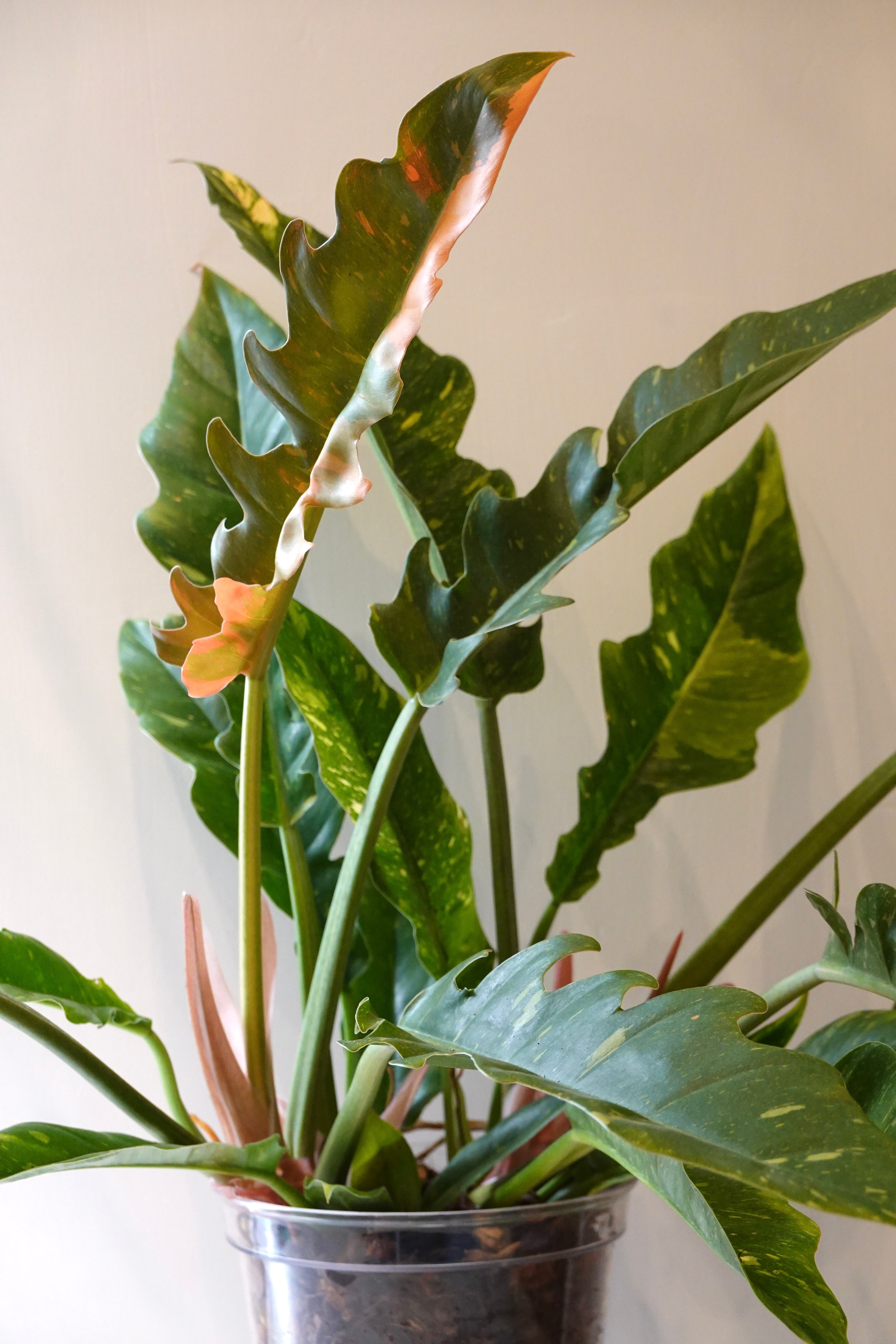 full boy shot of Philodendron 'Ring of Fire' Variegated HK tropical plant