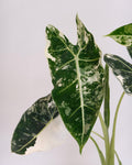 綠天鵝錦海芋 Alocasia "Frydek" Variegata