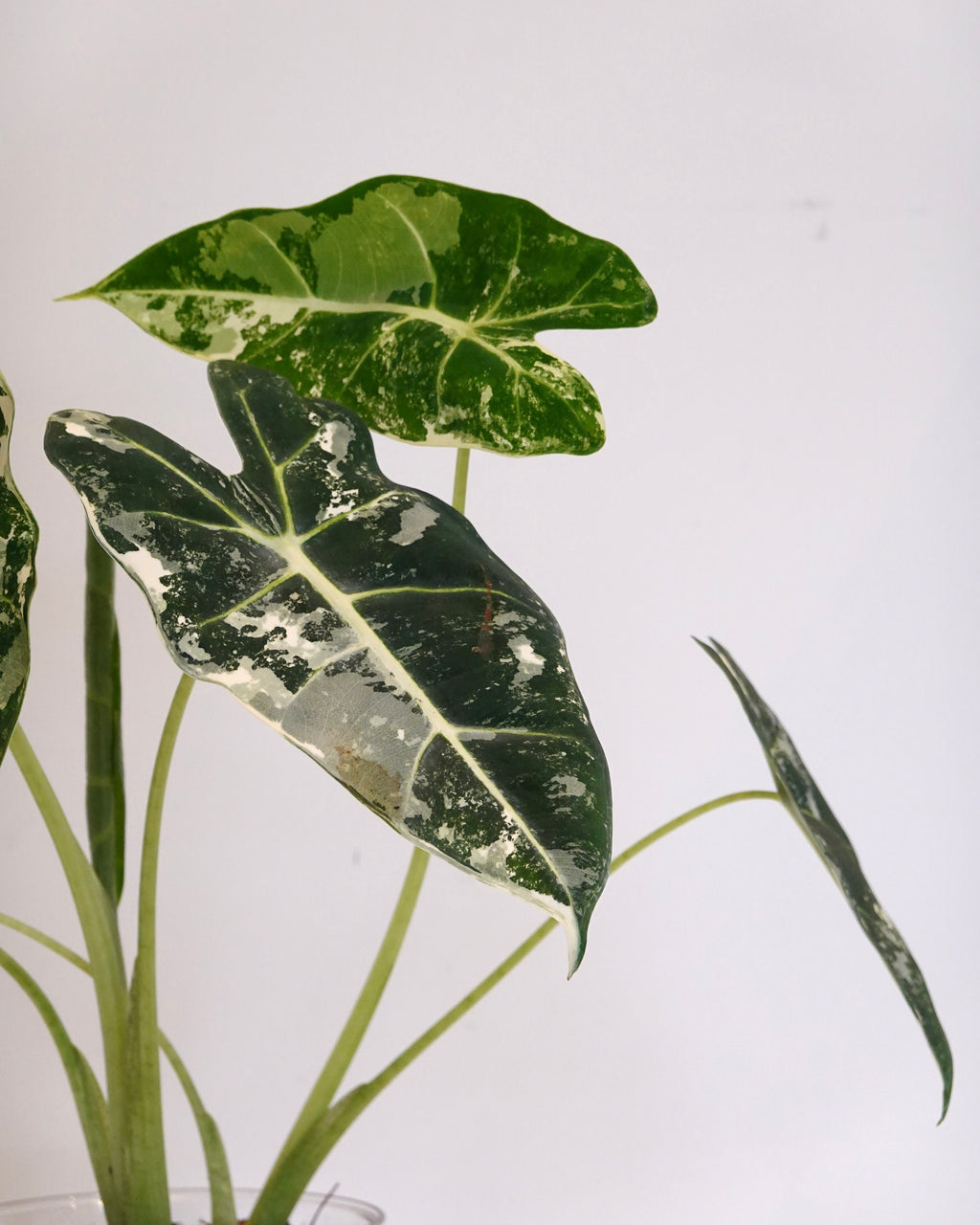 綠天鵝錦海芋 Alocasia "Frydek" Variegata