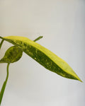 A close up of Philodendron domesticum variegated