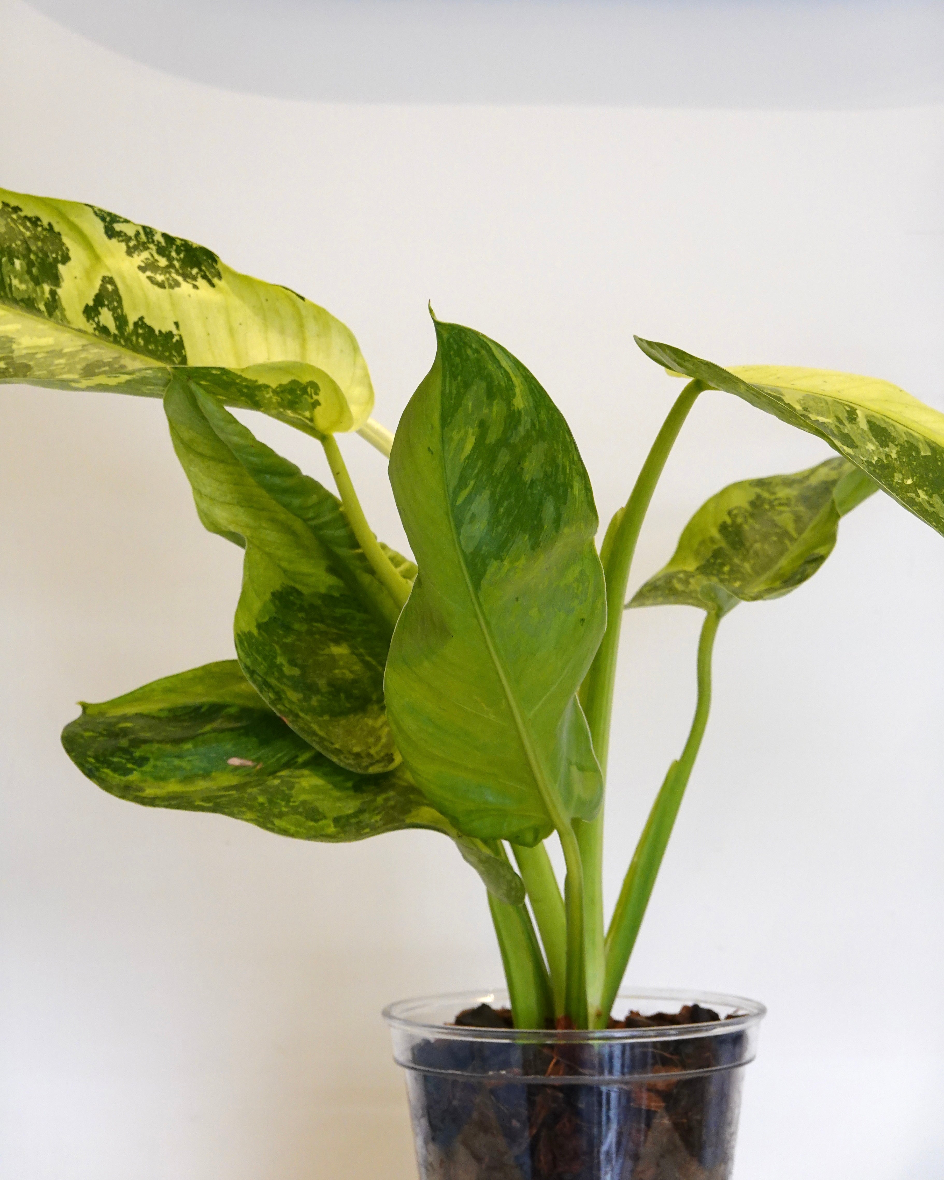 Full body shot of Philodendron domesticum variegated