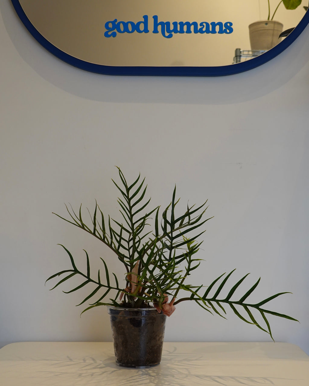 A full body shot of Philodendron tortum