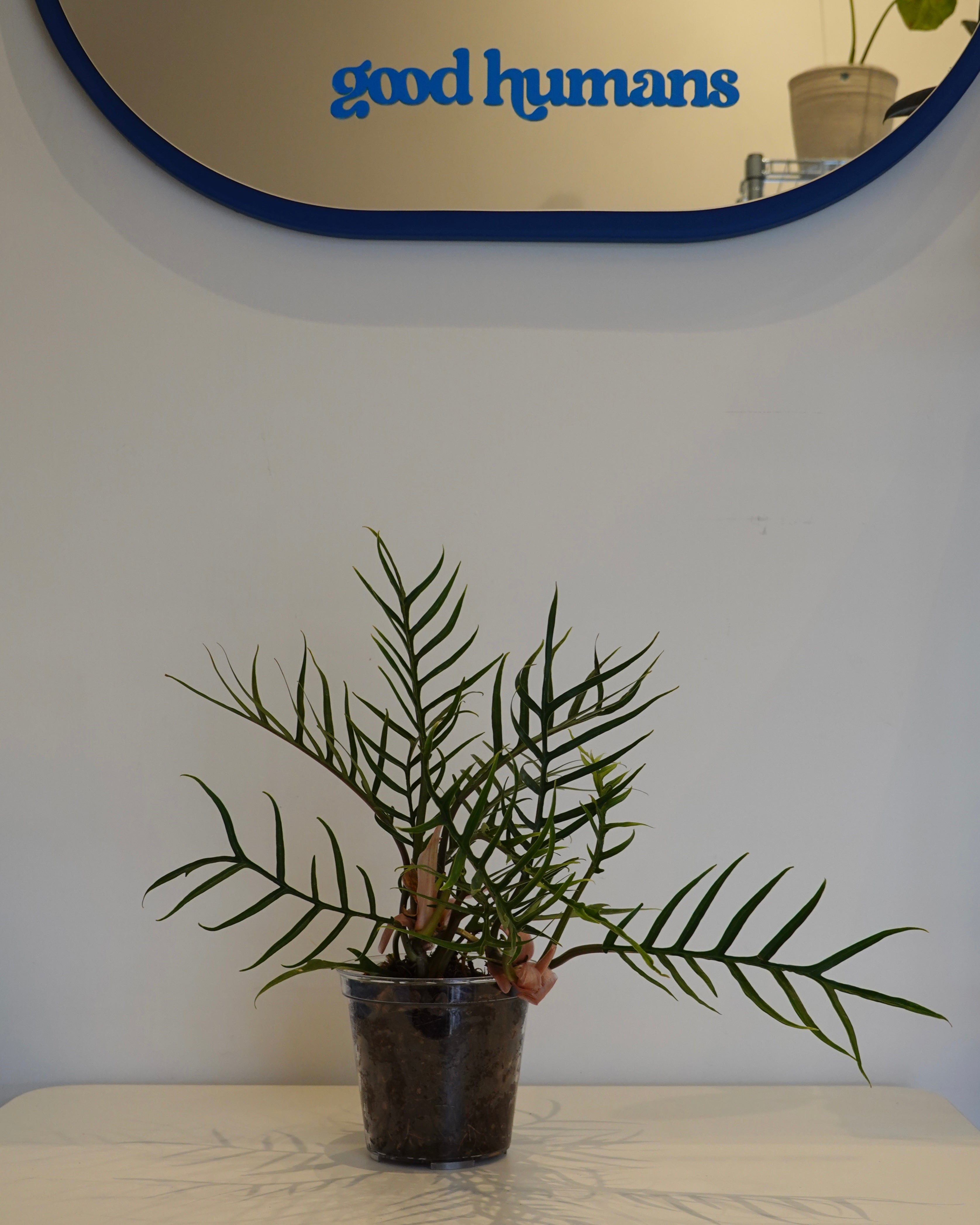 A full body shot of Philodendron tortum