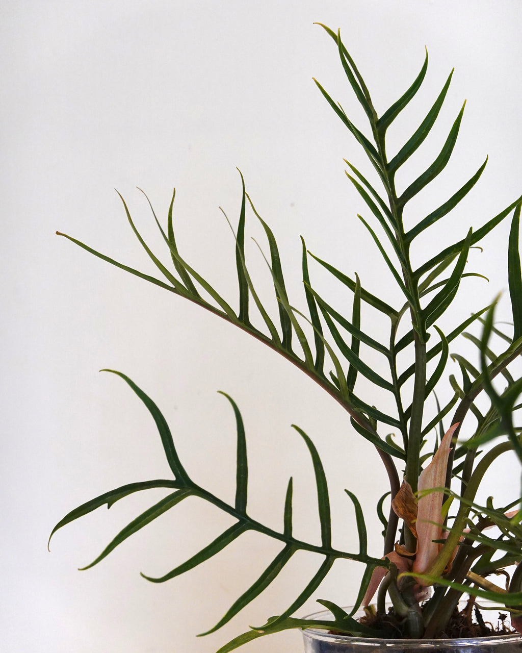 A close up of Philodendron Tortum 