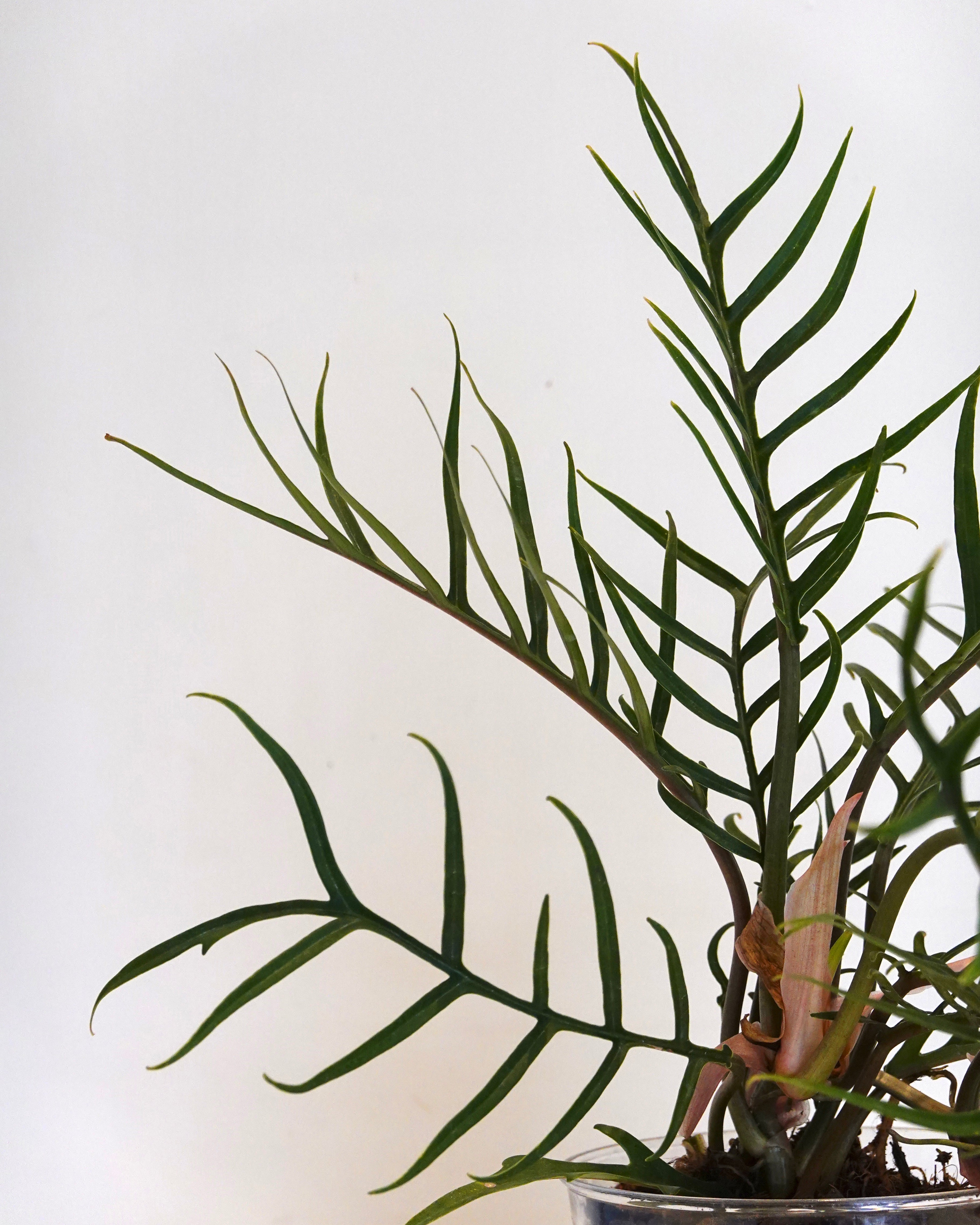 A close up of Philodendron Tortum 