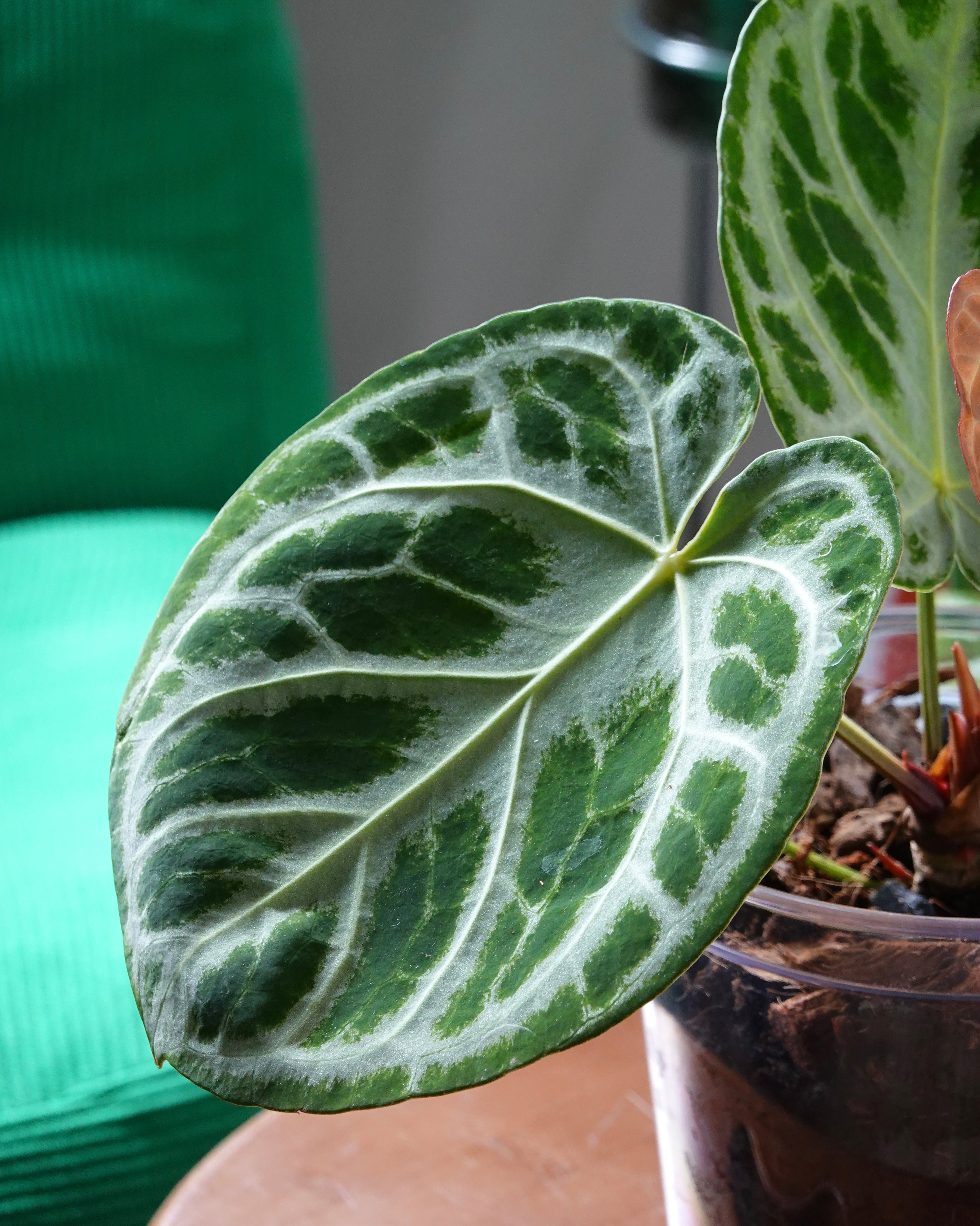 anthurium doryaki Anthurium 'Dorayaki'