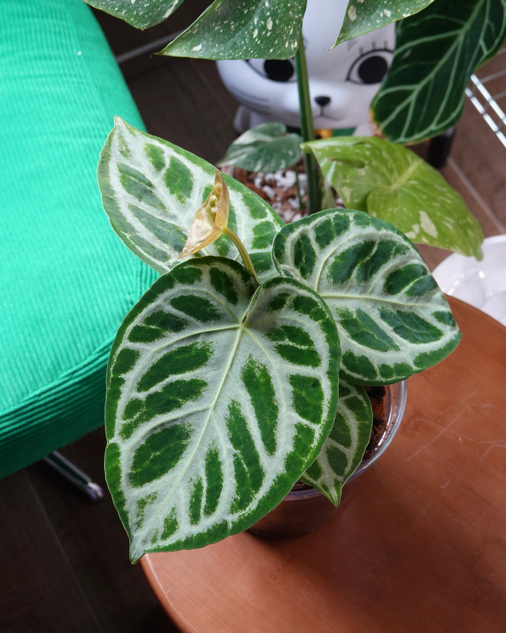 A full body shot of Anthurium 'Dorayaki'