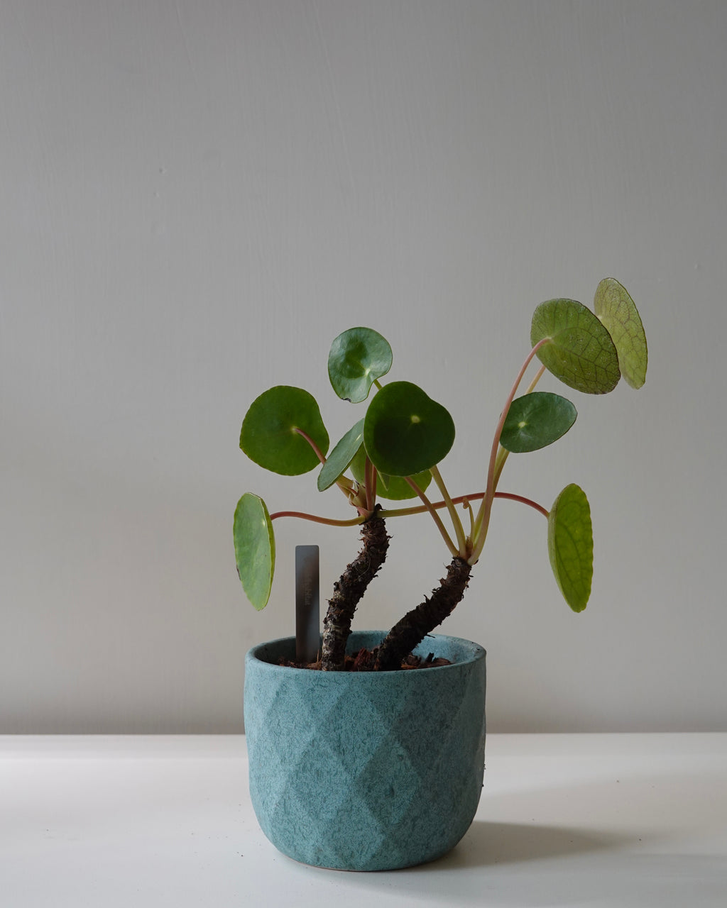 Pilea Peperomioides selling in Hong Kong plant shop