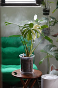 Monstera deliciosa Thai Constellation in HK plant shop