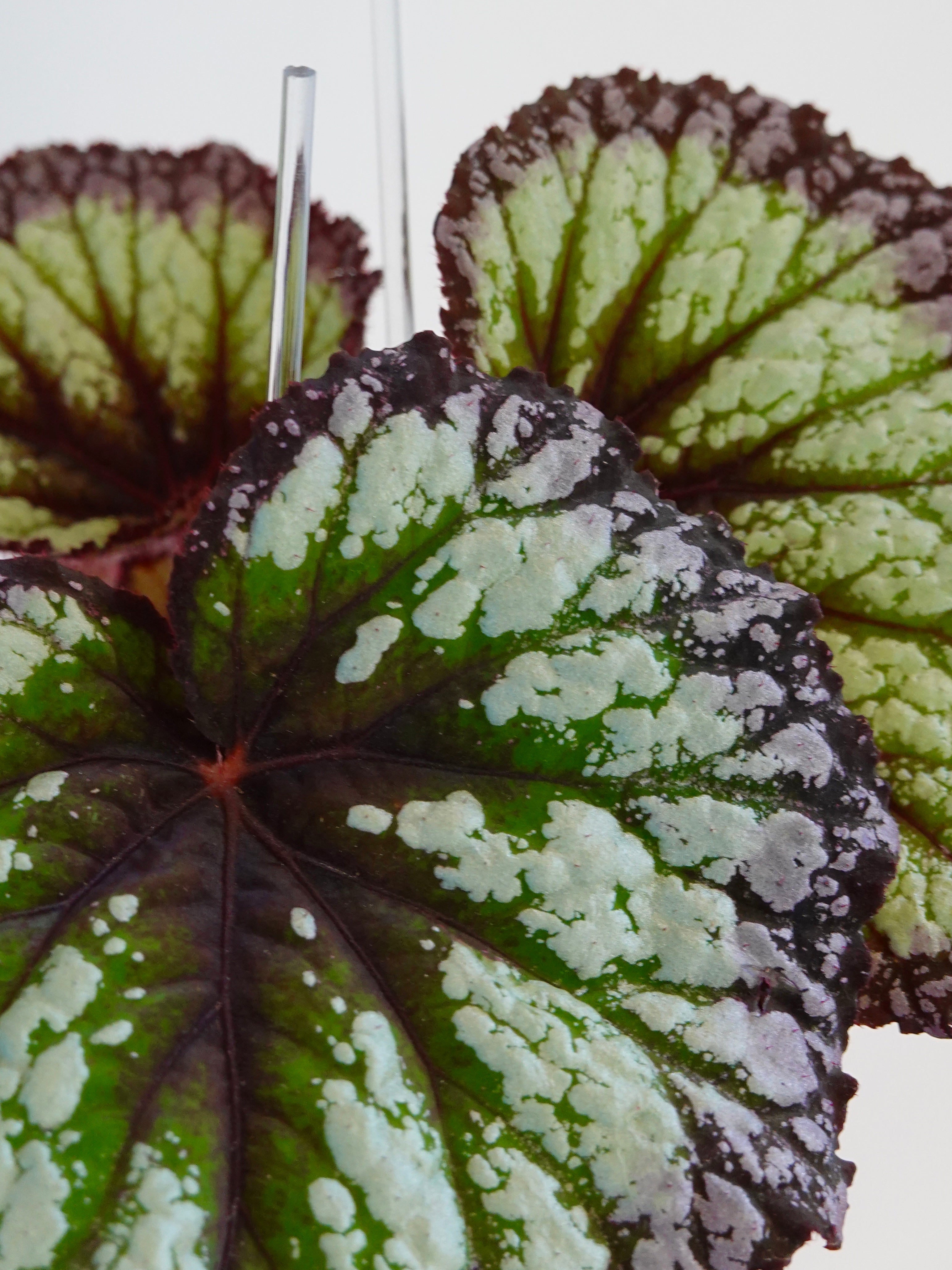 白月光秋海棠 Begonia DS Moonlight