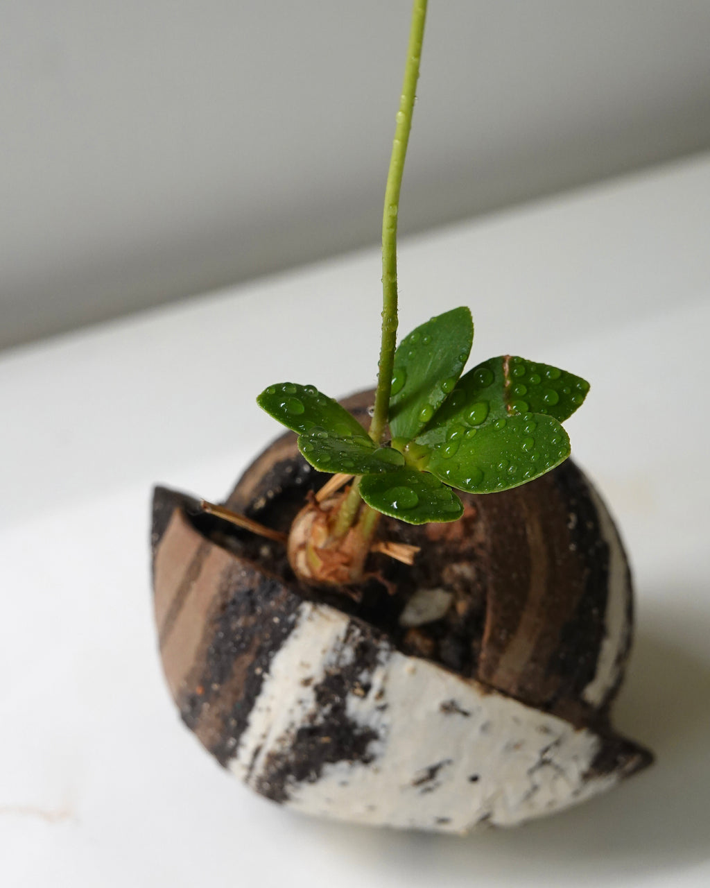 Tri-Clay Blend with Plant
