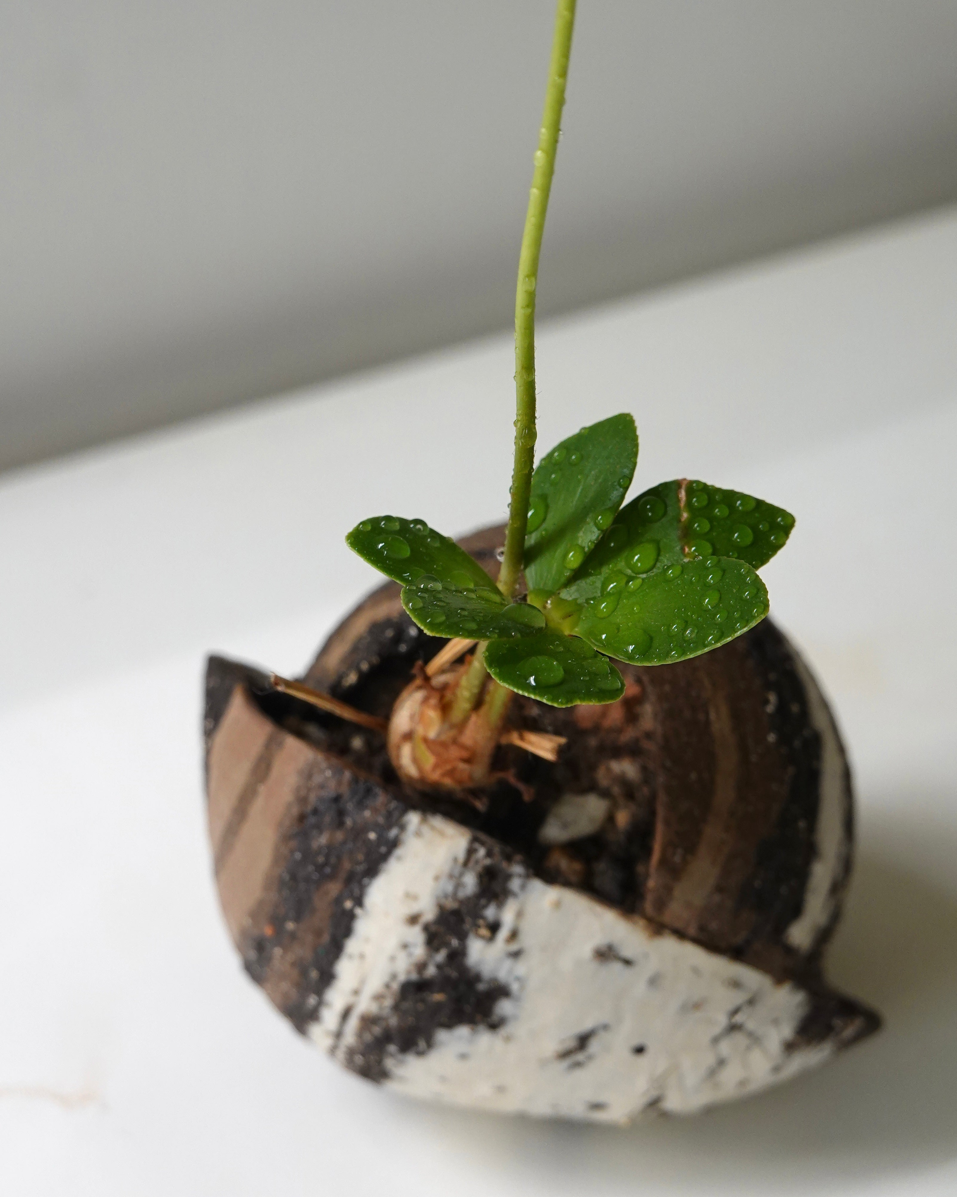 Tri-Clay Blend with Plant