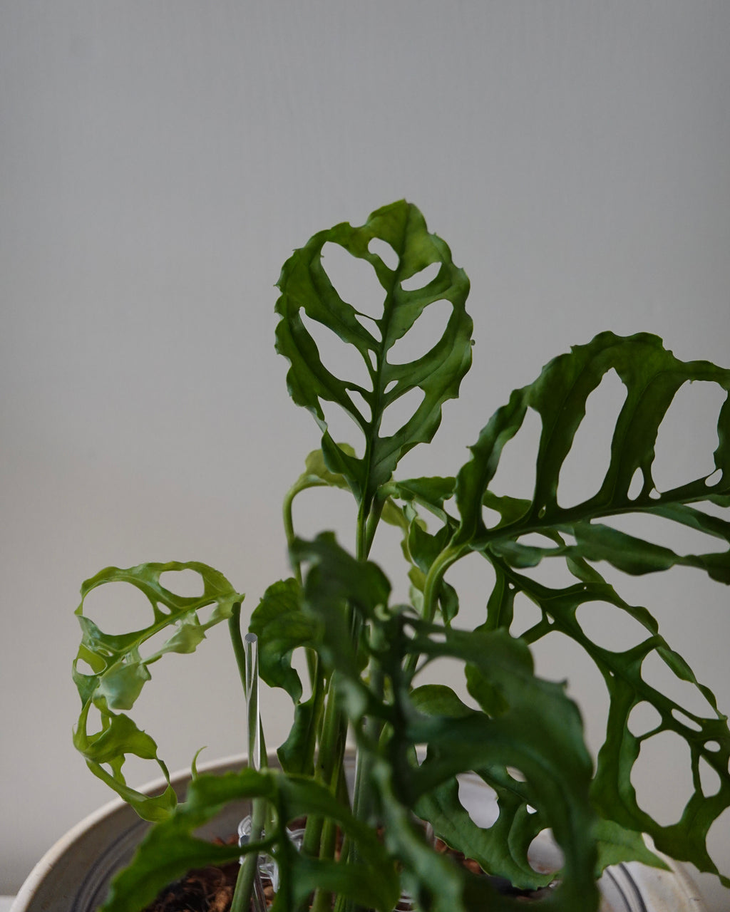 A close up image of Monstera obliqua Peru