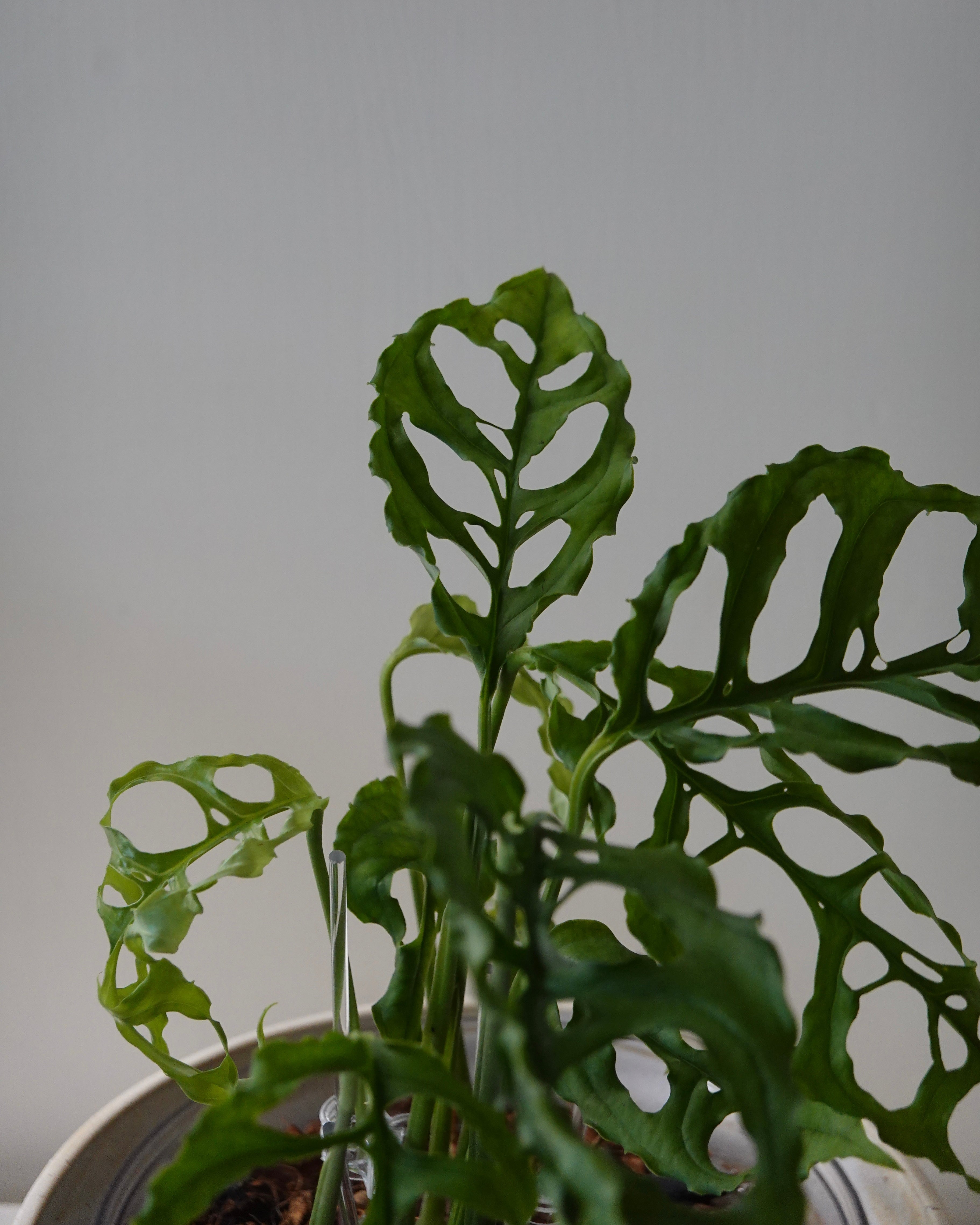 A close up image of Monstera obliqua Peru
