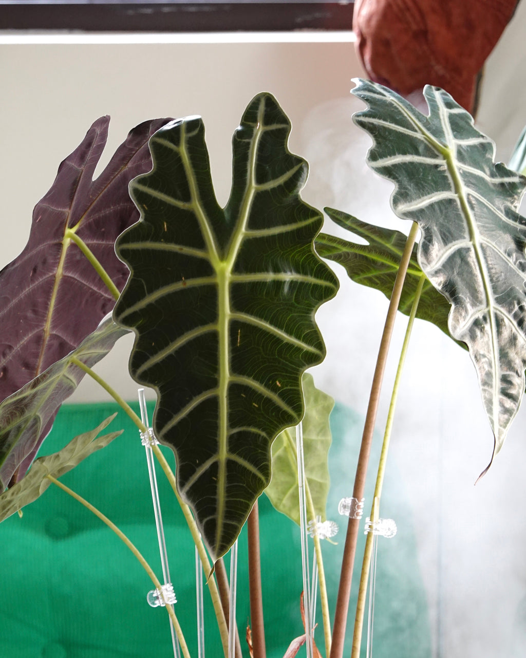 Alocasia Polly African Mask plant with dark leathery leaves