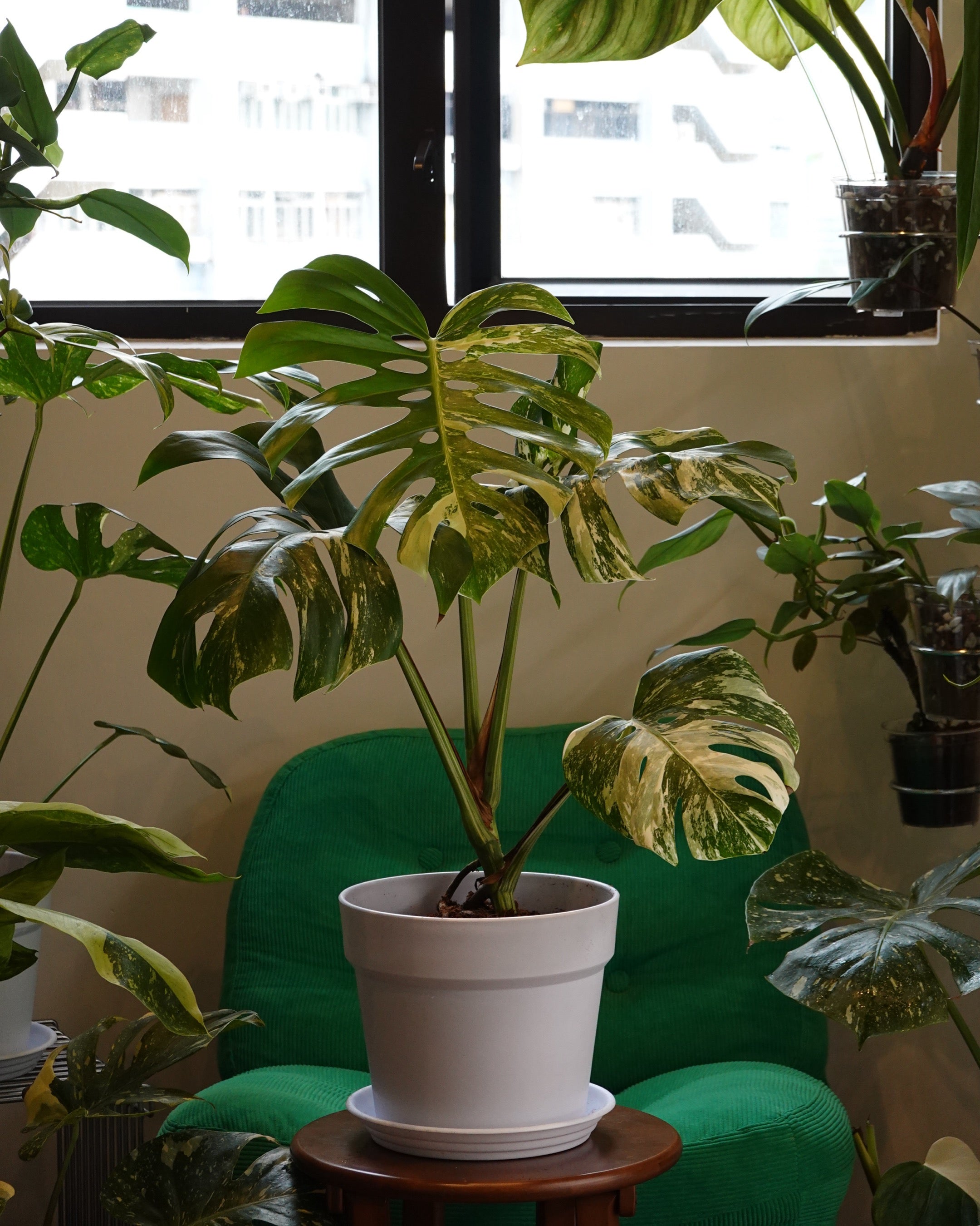 灑金龜背竹 Monstera Deliciosa Thai Constellation