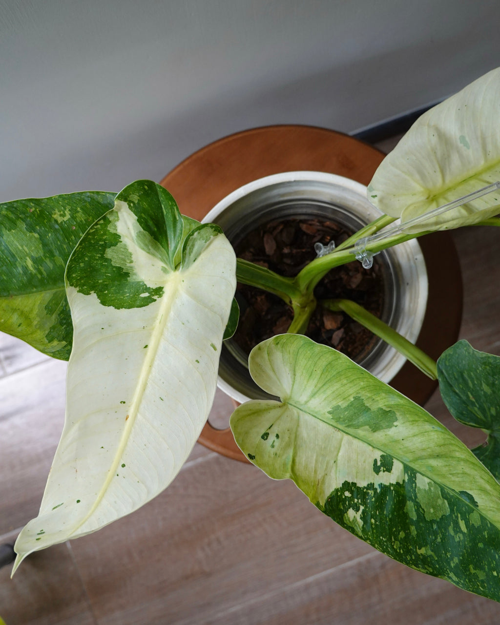布諾蔓綠絨 Philodendron 'Jose Bruno'