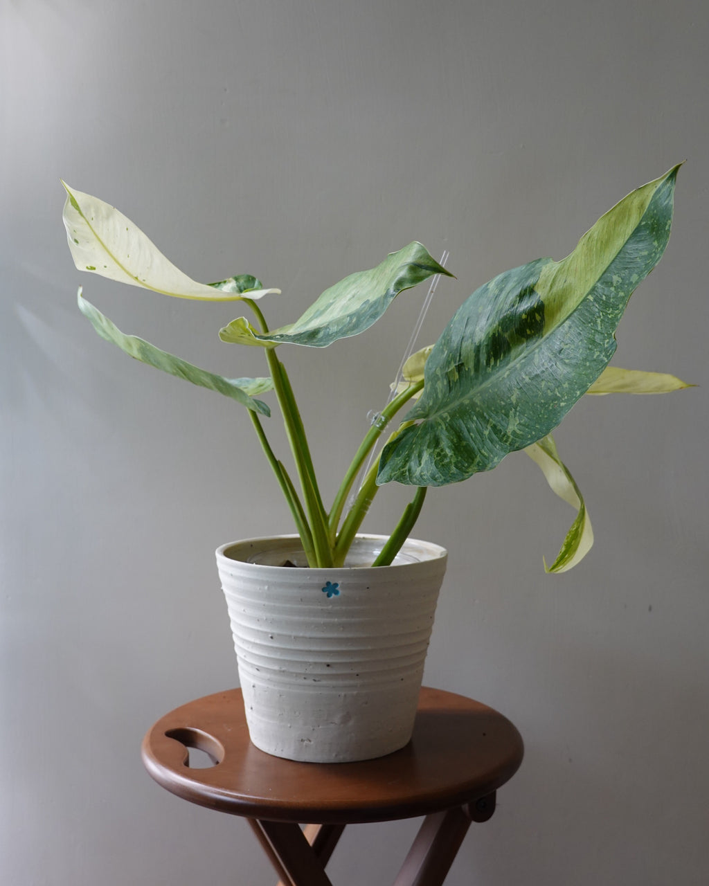 布諾蔓綠絨 Philodendron 'Jose Bruno'