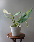 布諾蔓綠絨 Philodendron 'Jose Bruno'