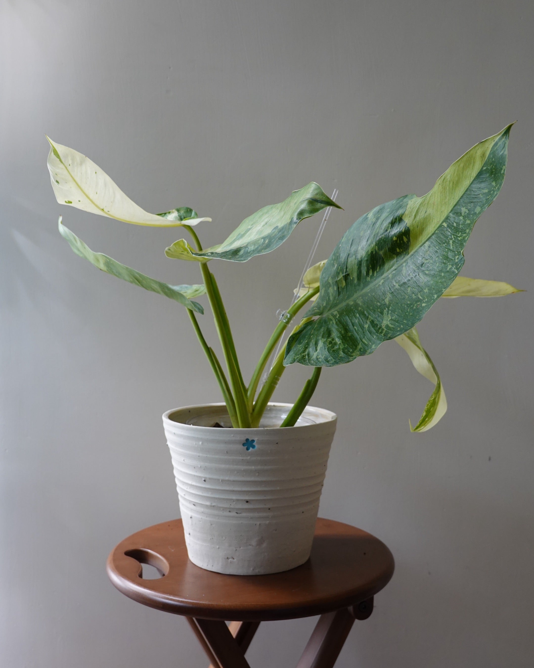 布諾蔓綠絨 Philodendron 'Jose Bruno'