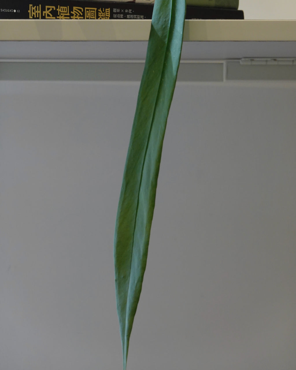 領帶花燭 Anthurium Vittariifolium