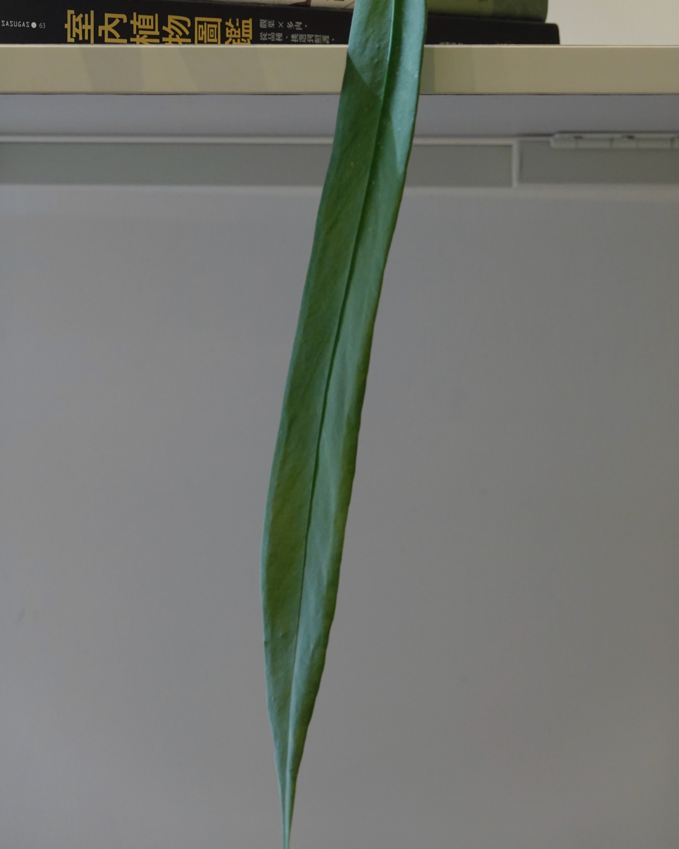 領帶花燭 Anthurium Vittariifolium