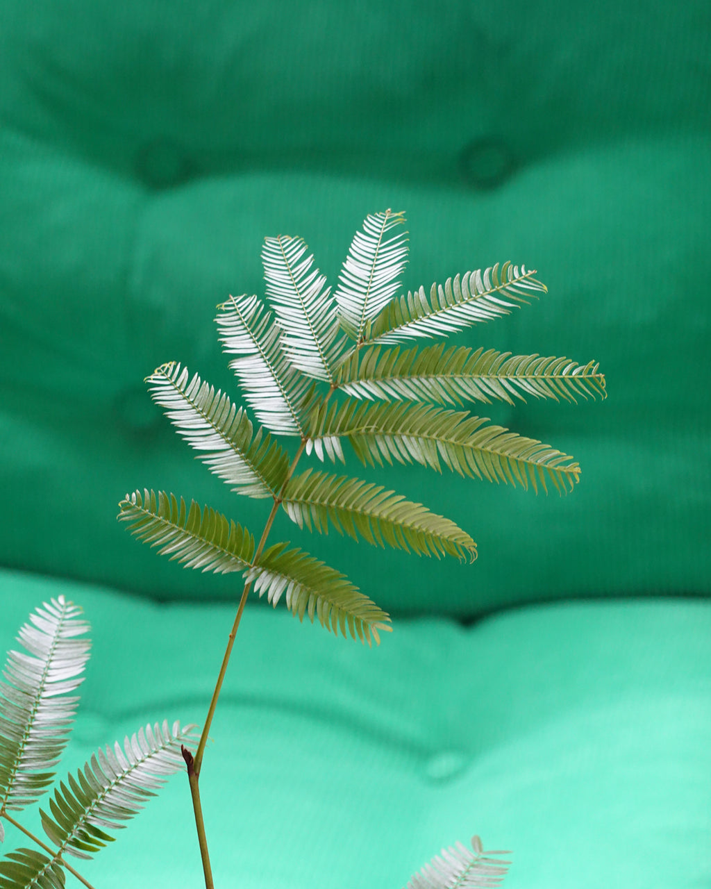密葉猴耳環 Cojoba Arborea