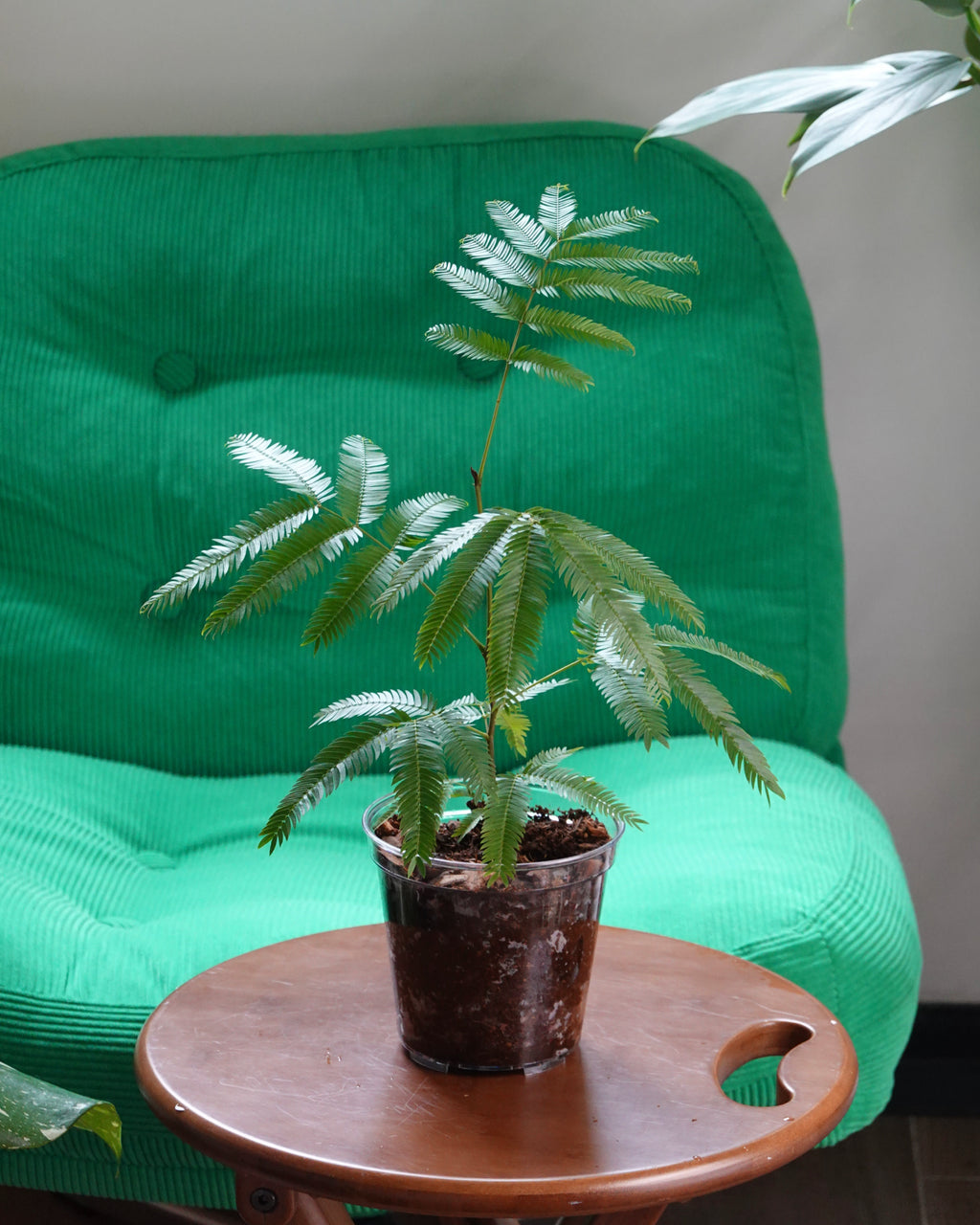 密葉猴耳環 Cojoba Arborea