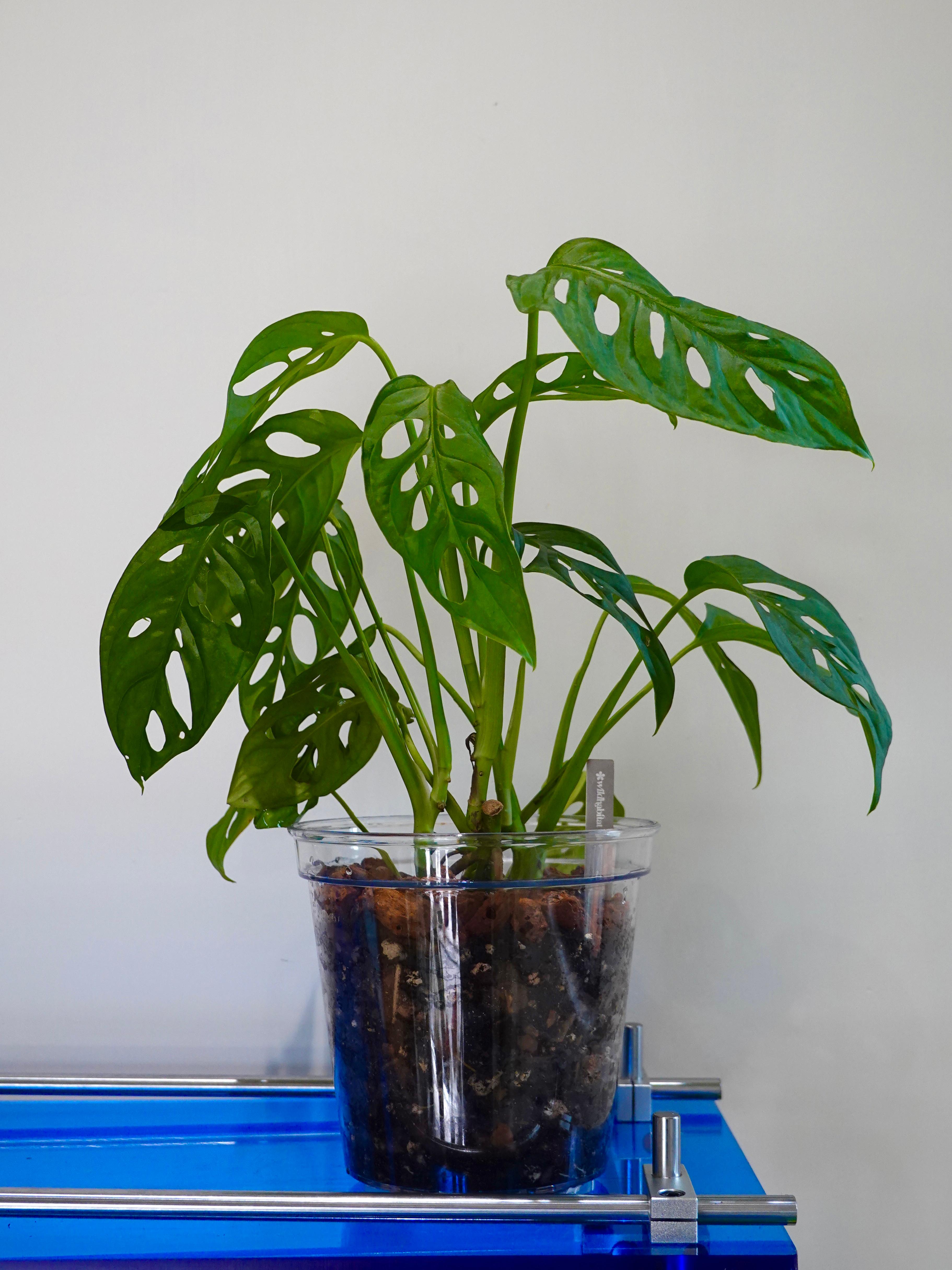 Monstera Obliqua