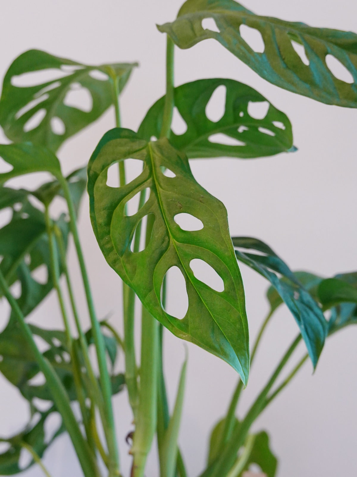 Monstera Obliqua