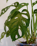 Monstera Obliqua