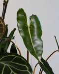 Philodendron Billietiae with orange stems and elongated leaves
