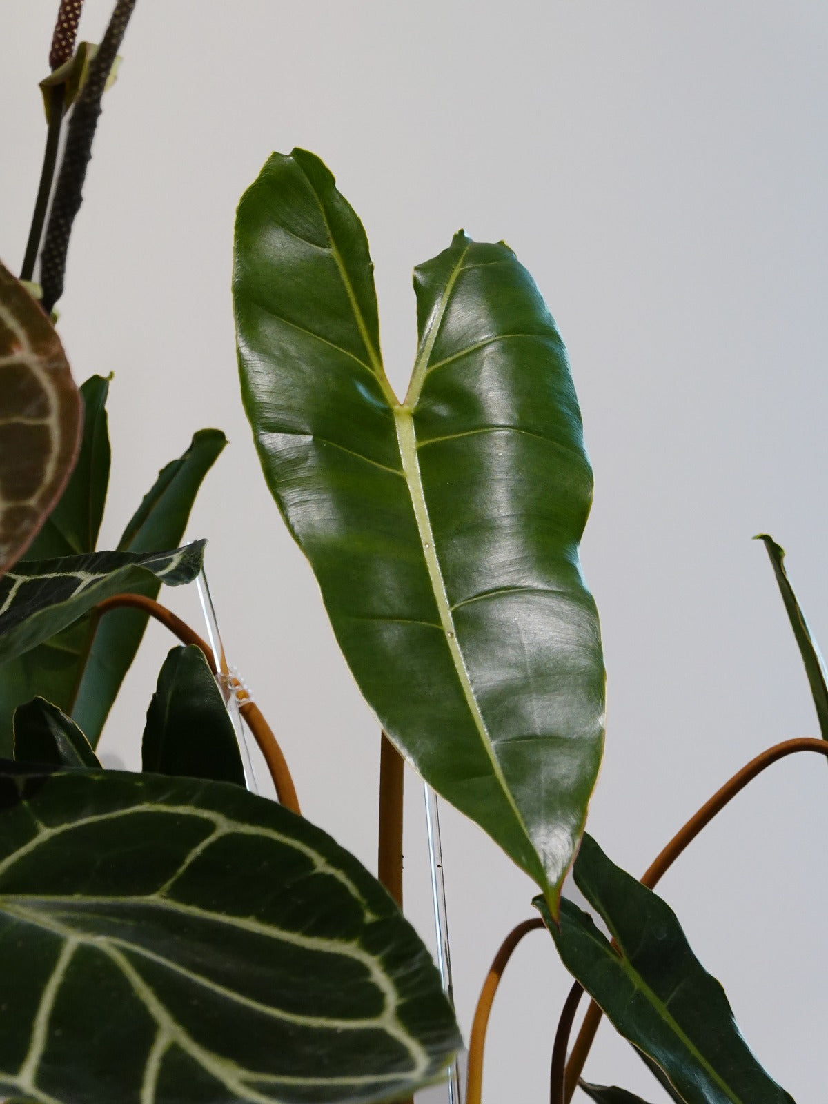 Philodendron Billietiae