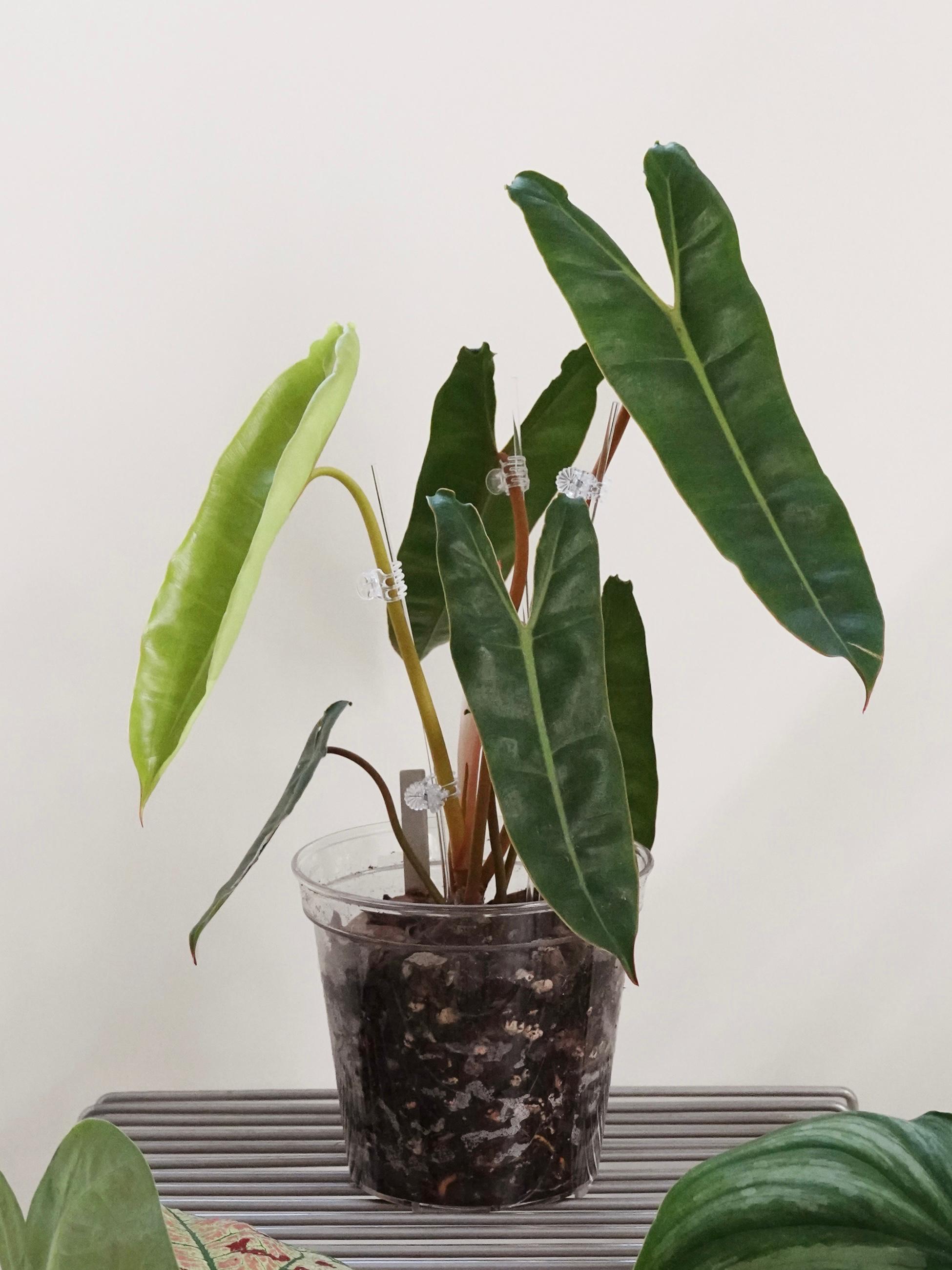Philodendron Billietiae