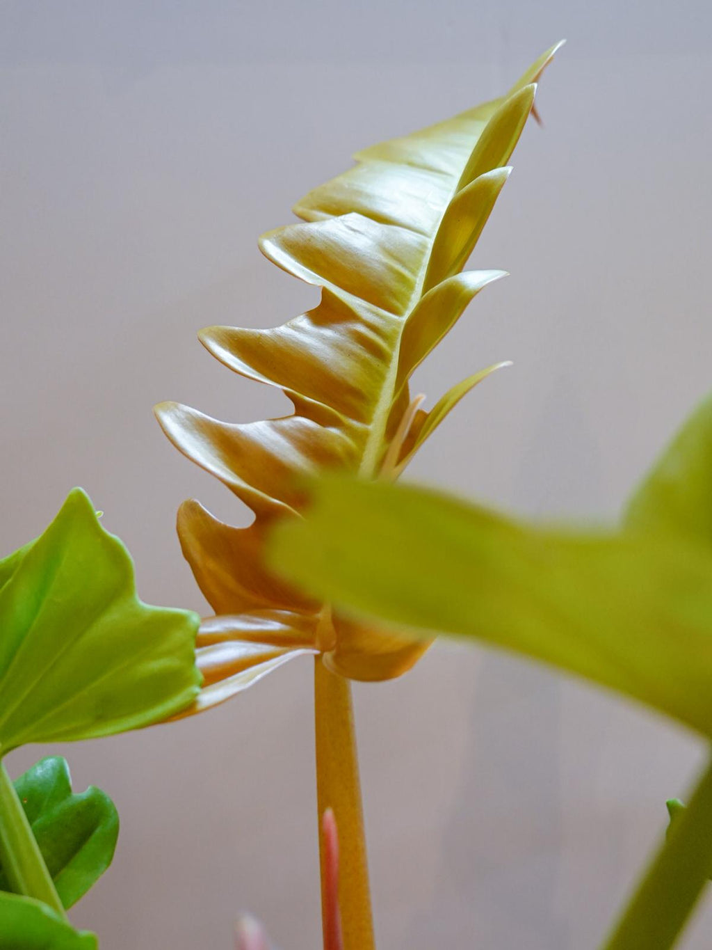 Philodendron Golden Crocodile